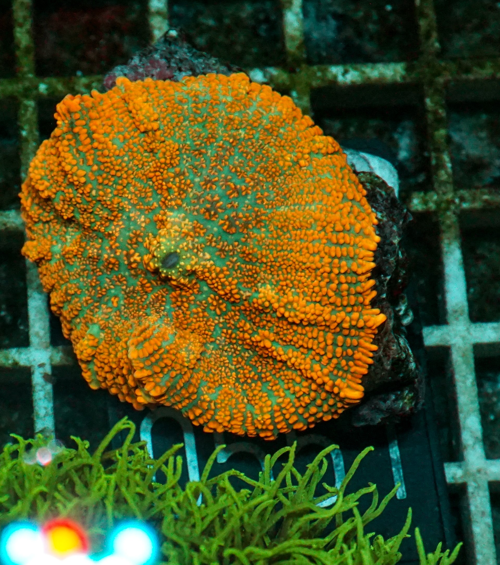 Rhodactis sp. "Tequila sunrise"