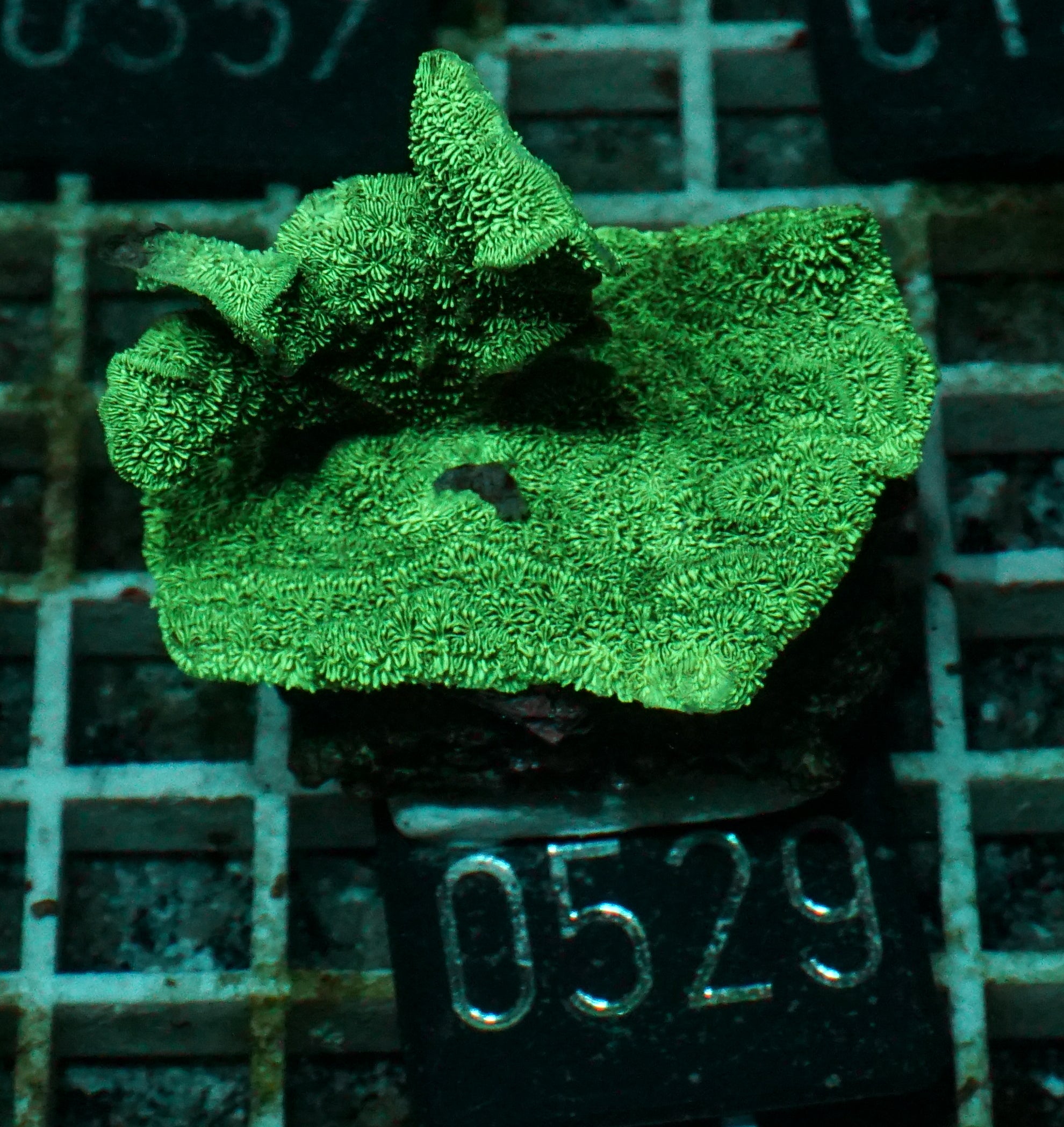 Pavona decussata