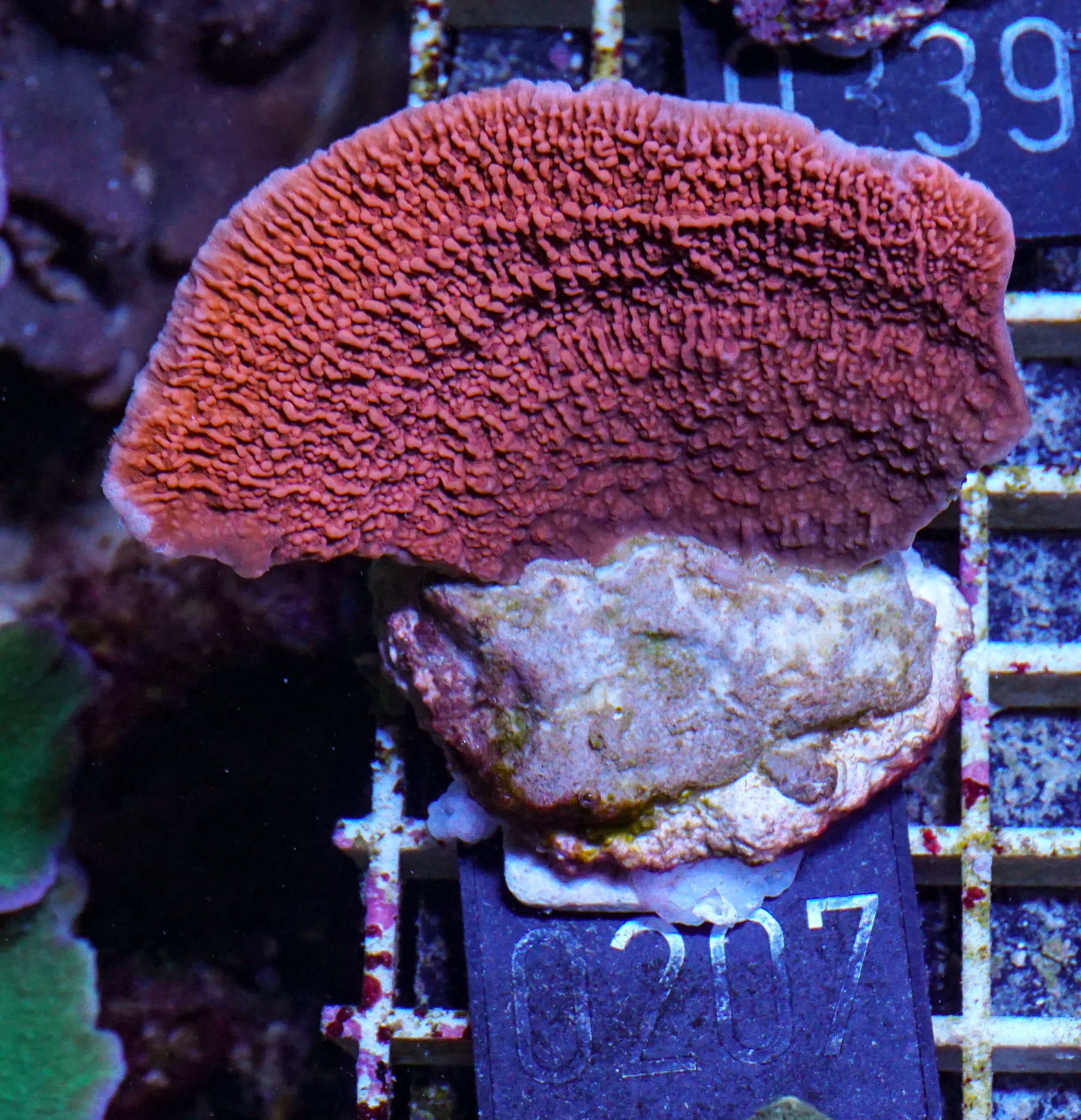 Montipora foliosa