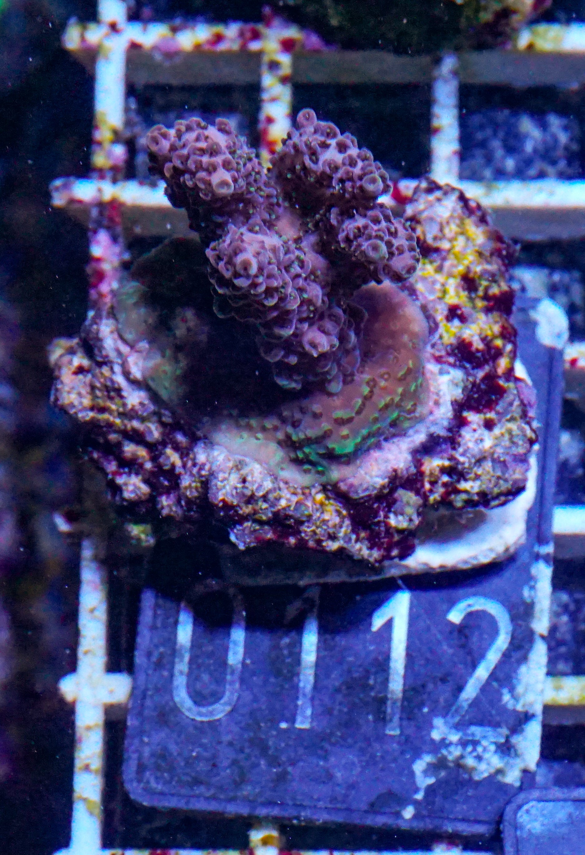 Acropora hyacinthus "pink lady"