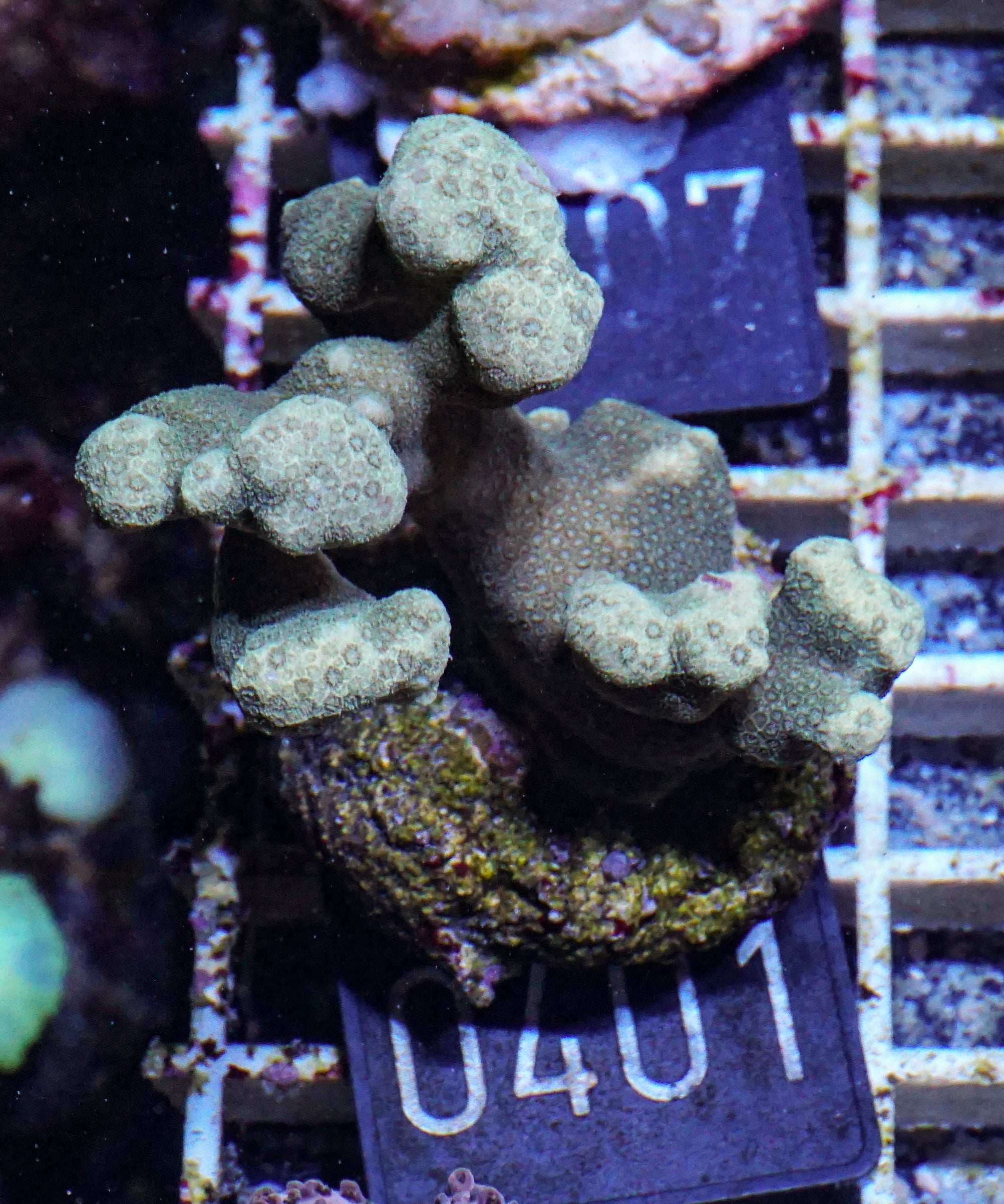 Porites lichen