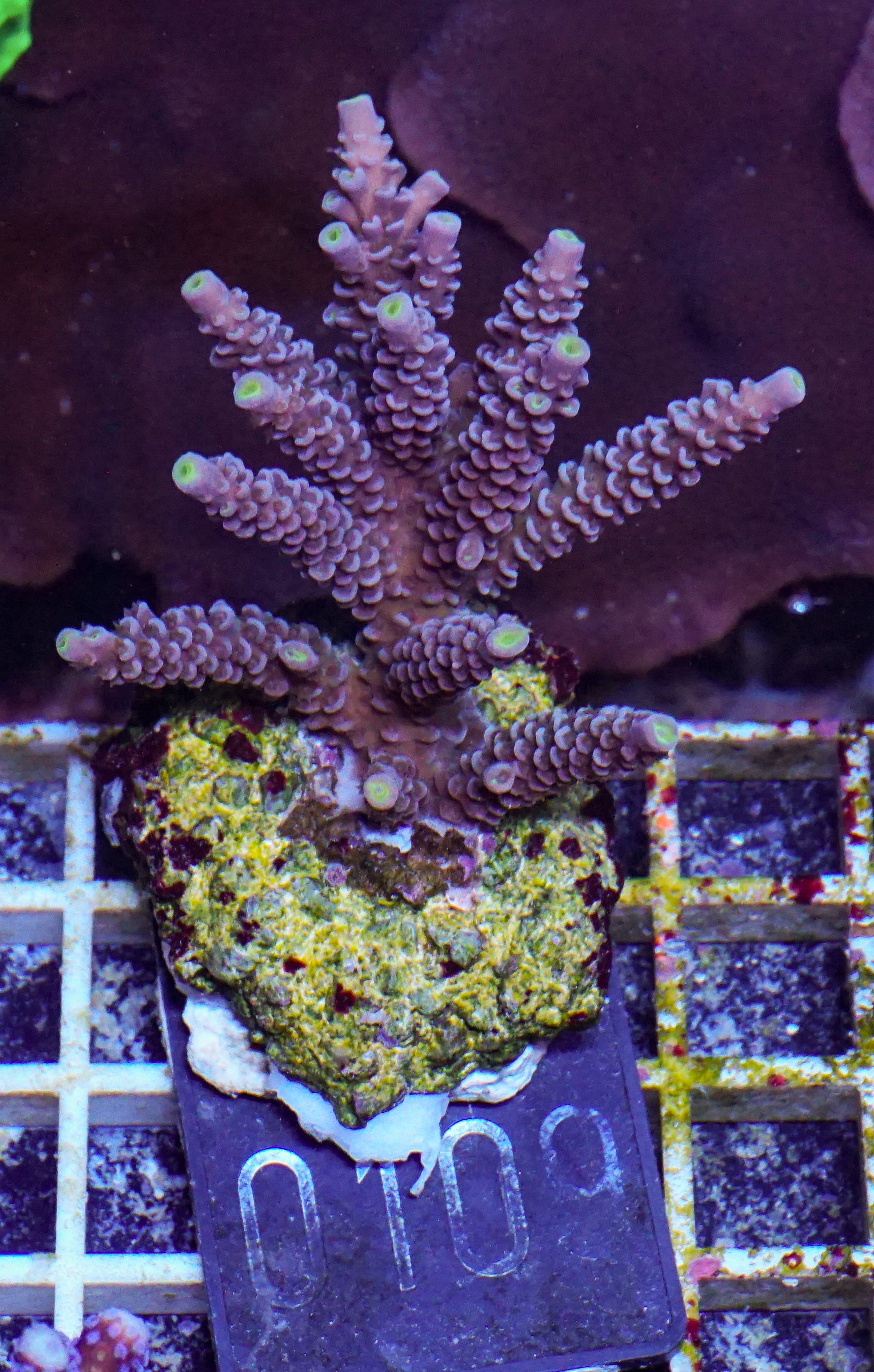 Acropora tenuis „Walt Disney art"