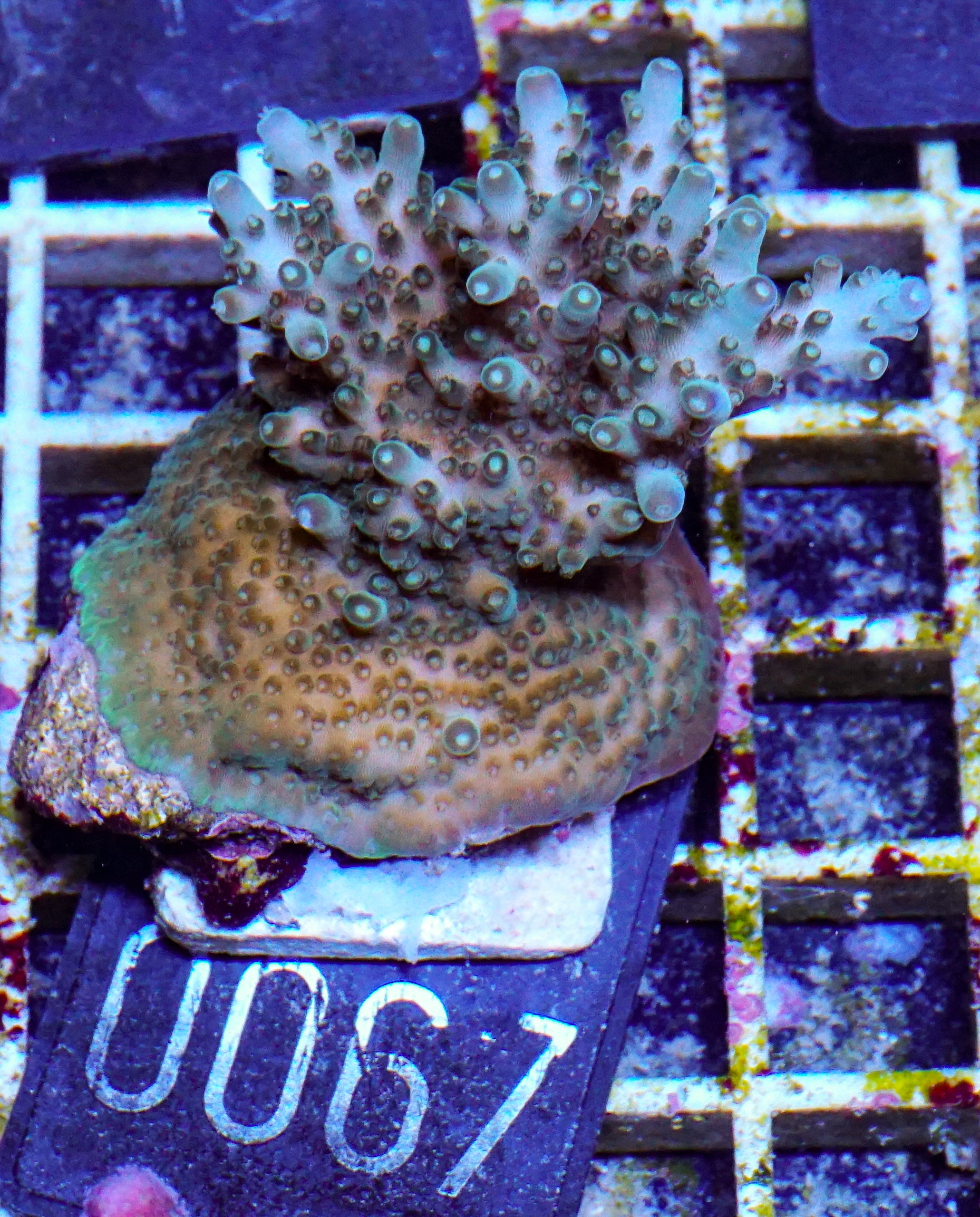 Acropora efflorescens