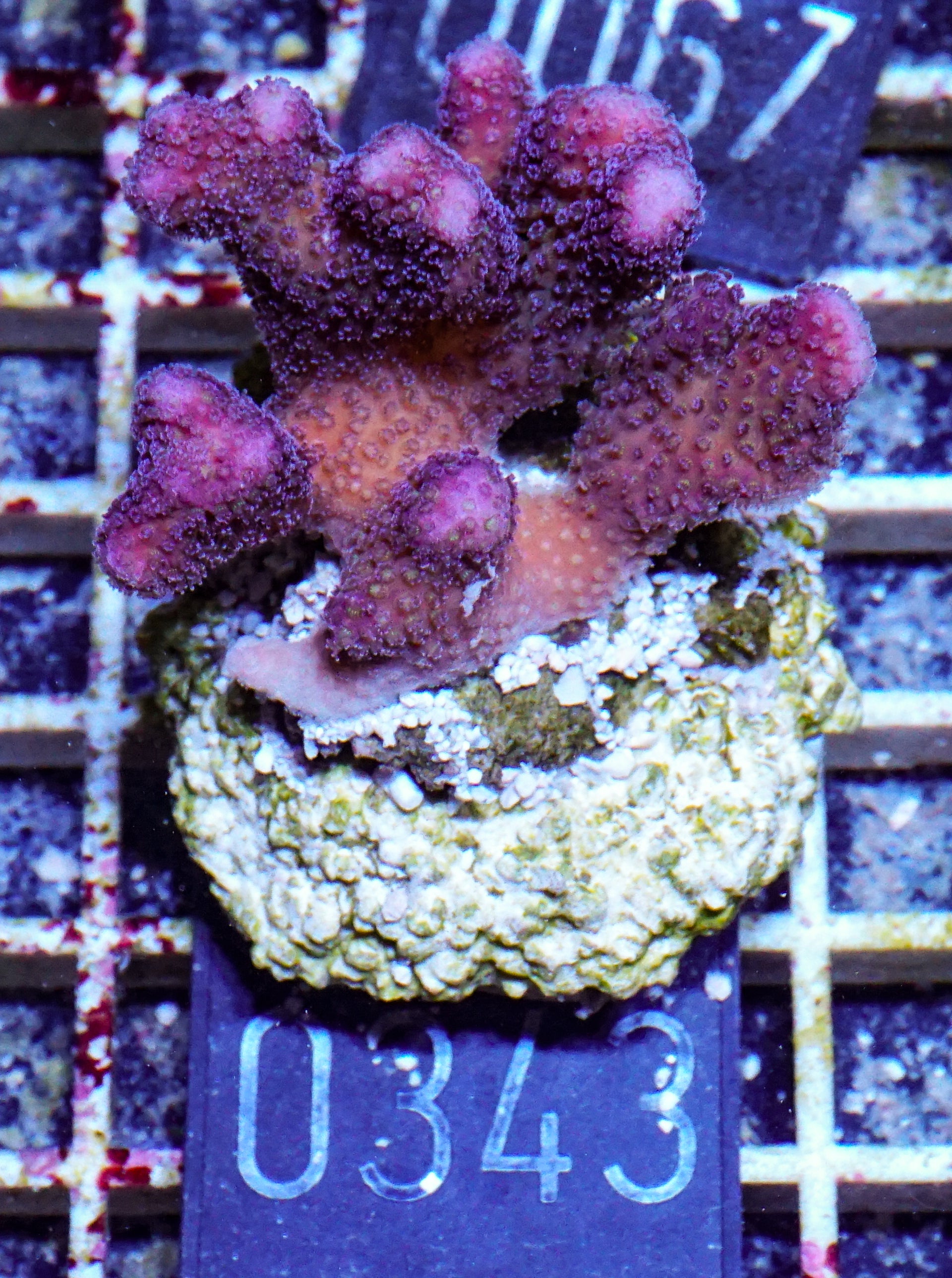 Stylophora pistillata "pink"
