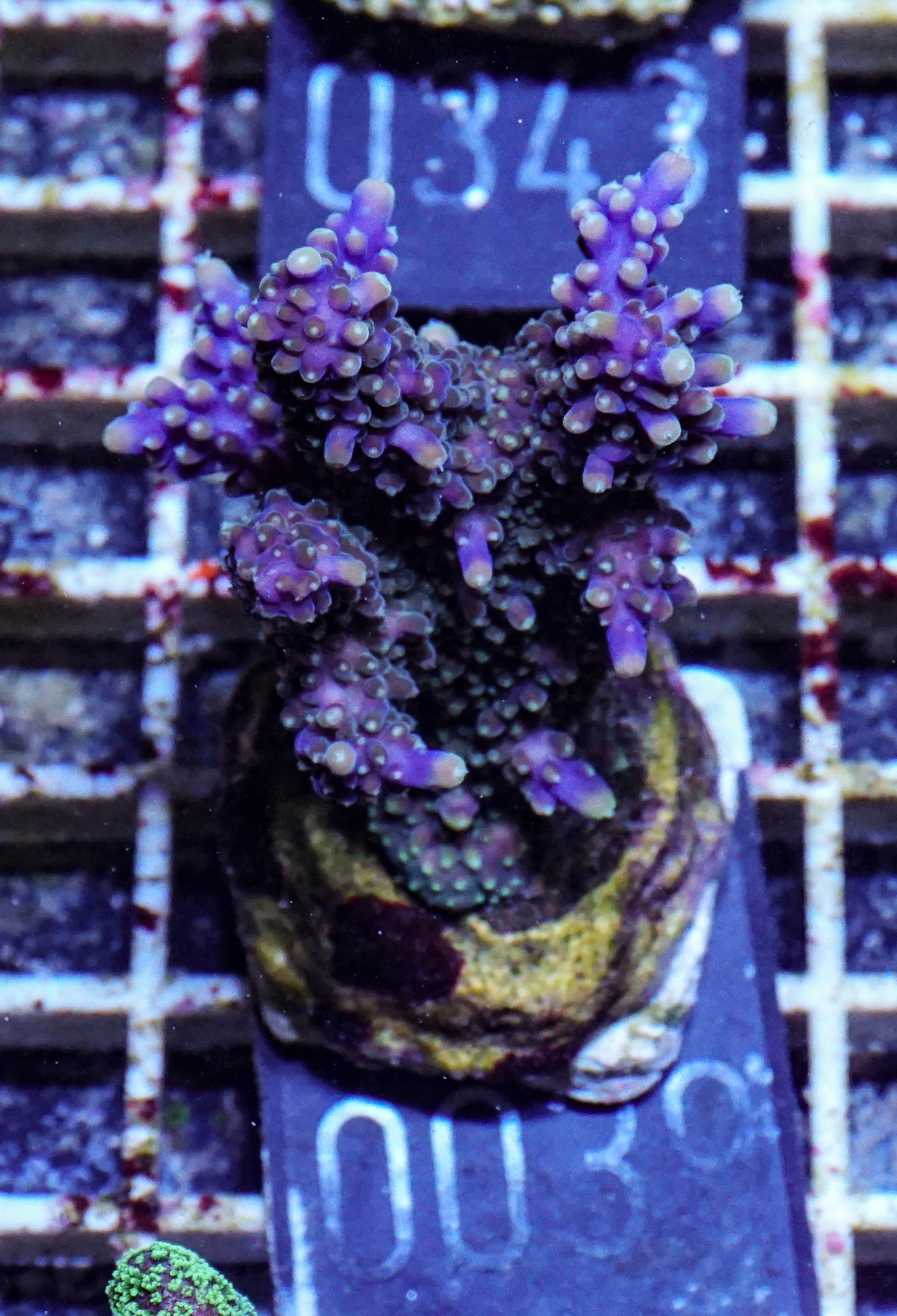 Acropora valida