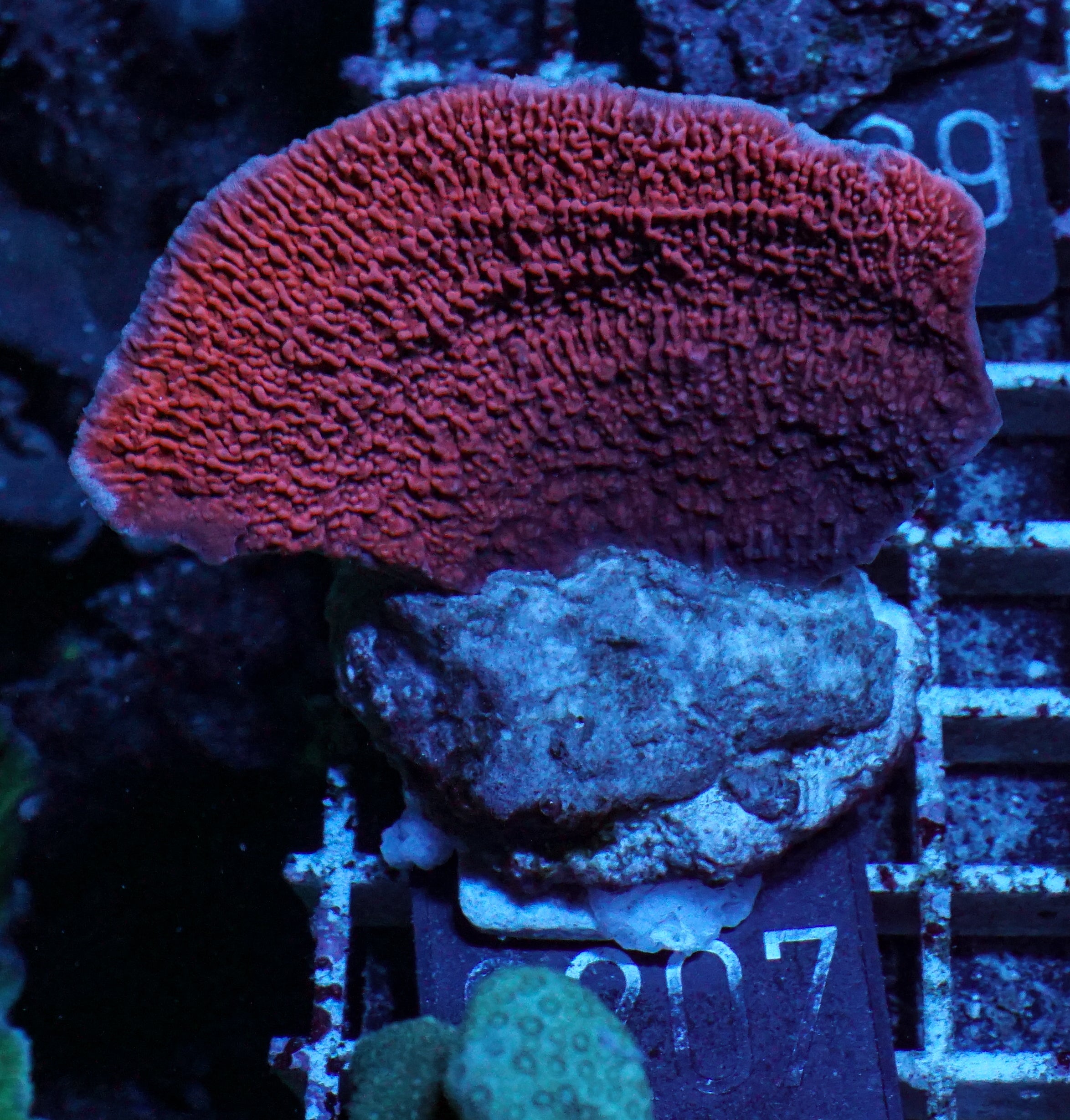 Montipora foliosa