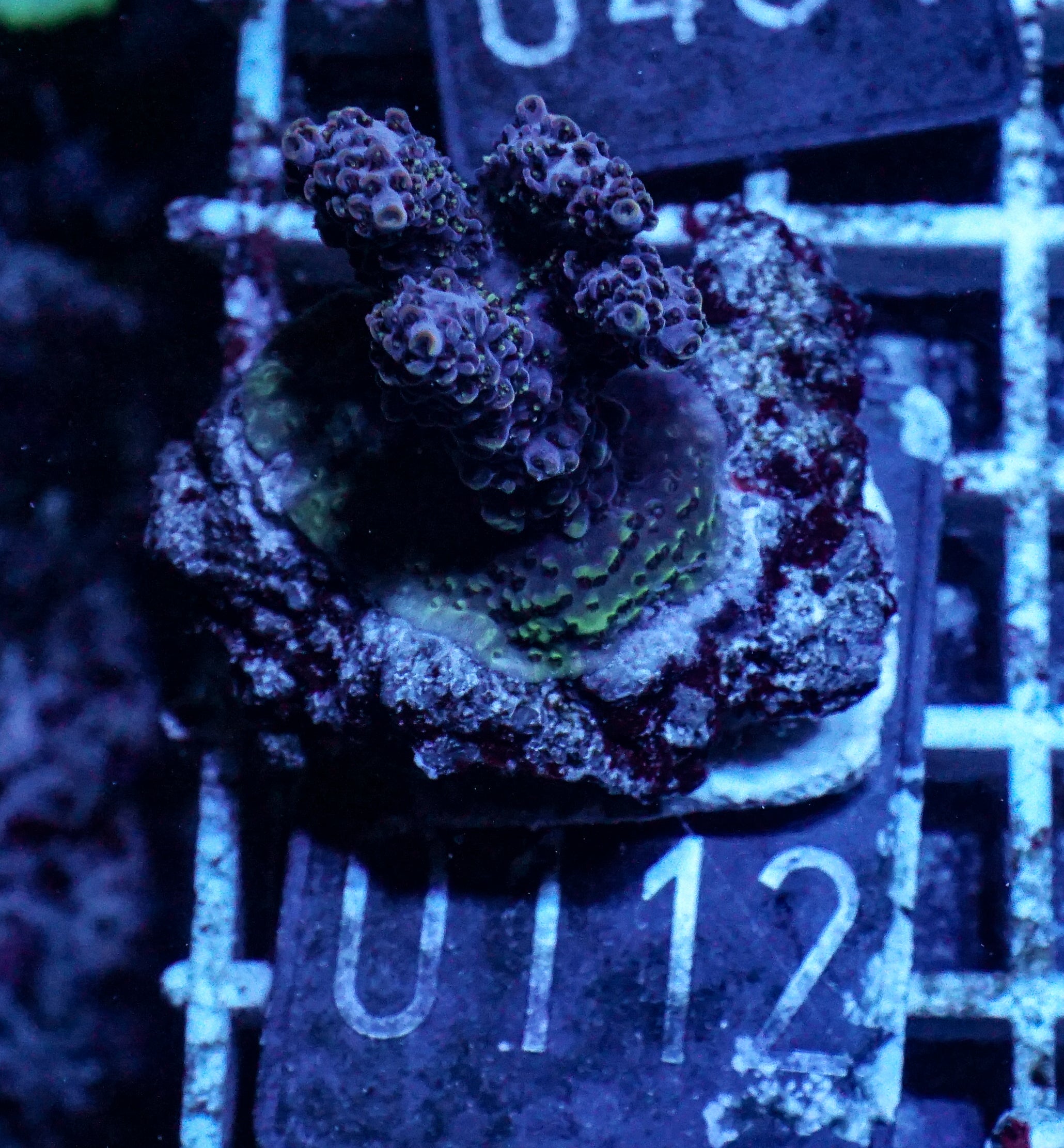 Acropora hyacinthus "pink lady"