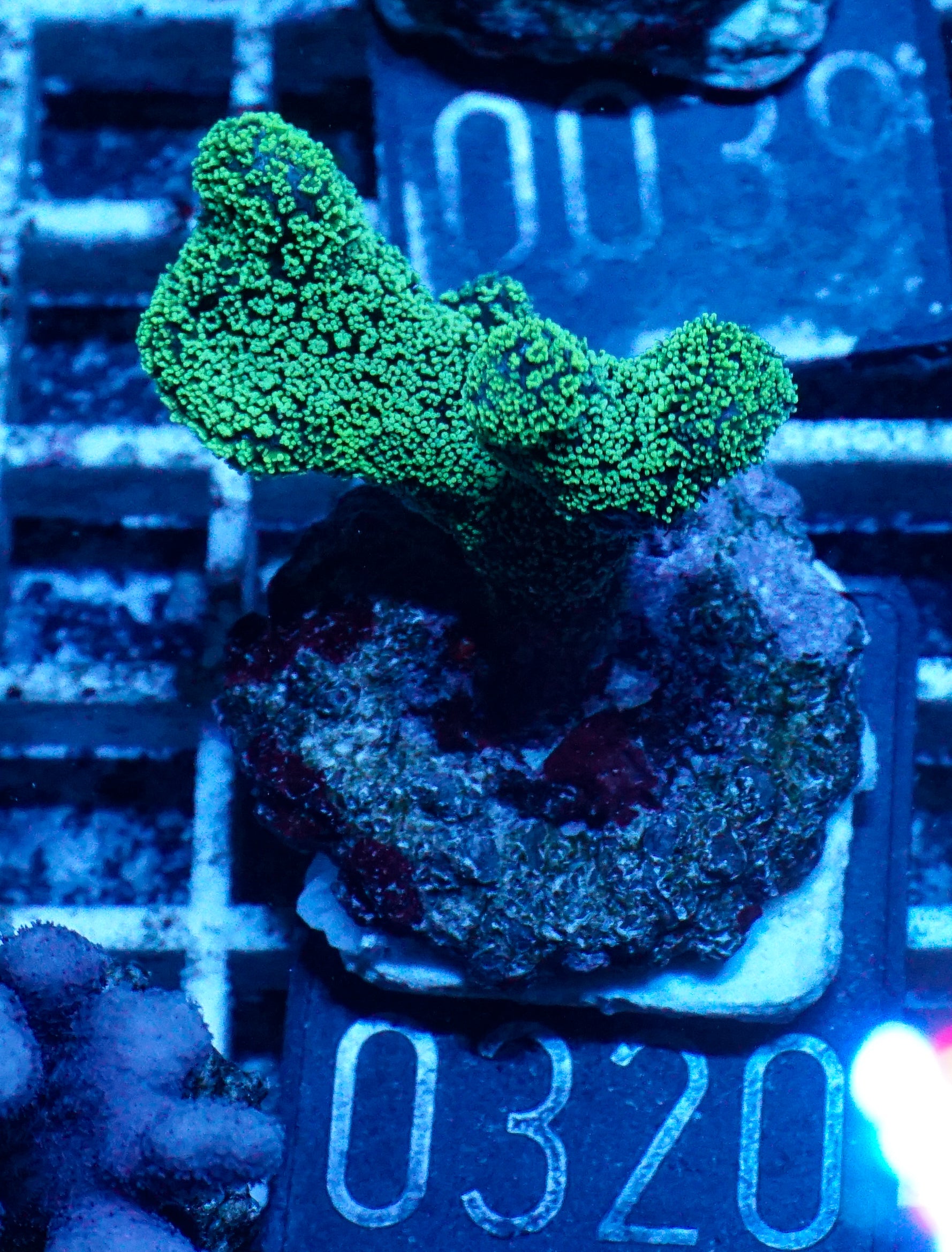 Stylophora pistillata "green"