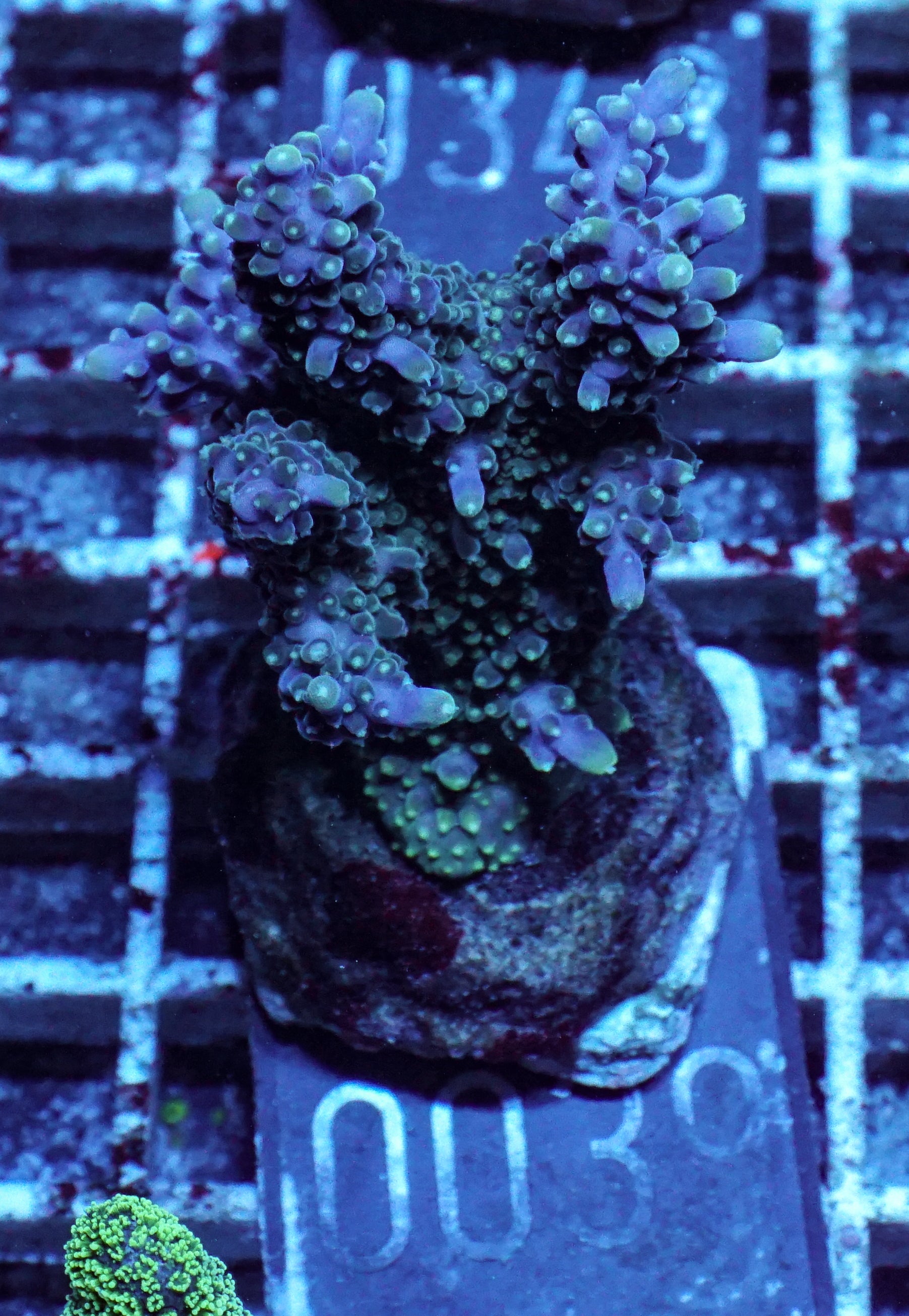 Acropora valida