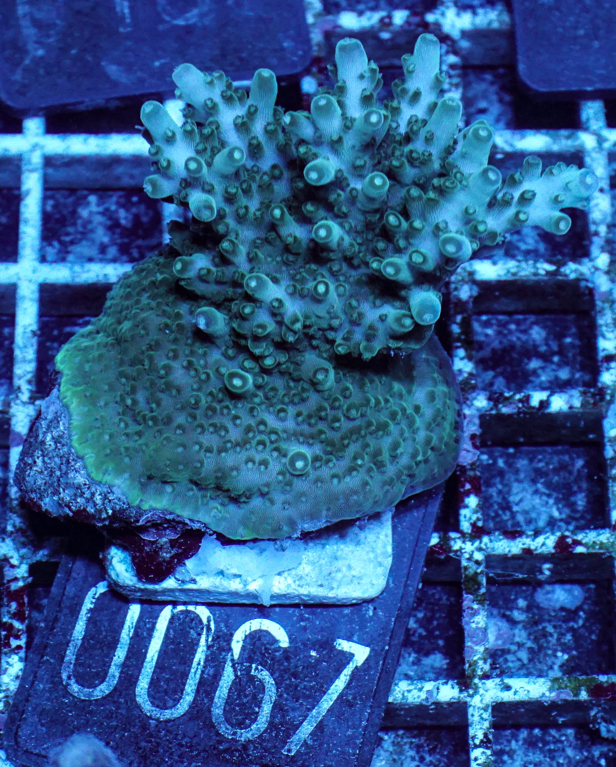 Acropora efflorescens