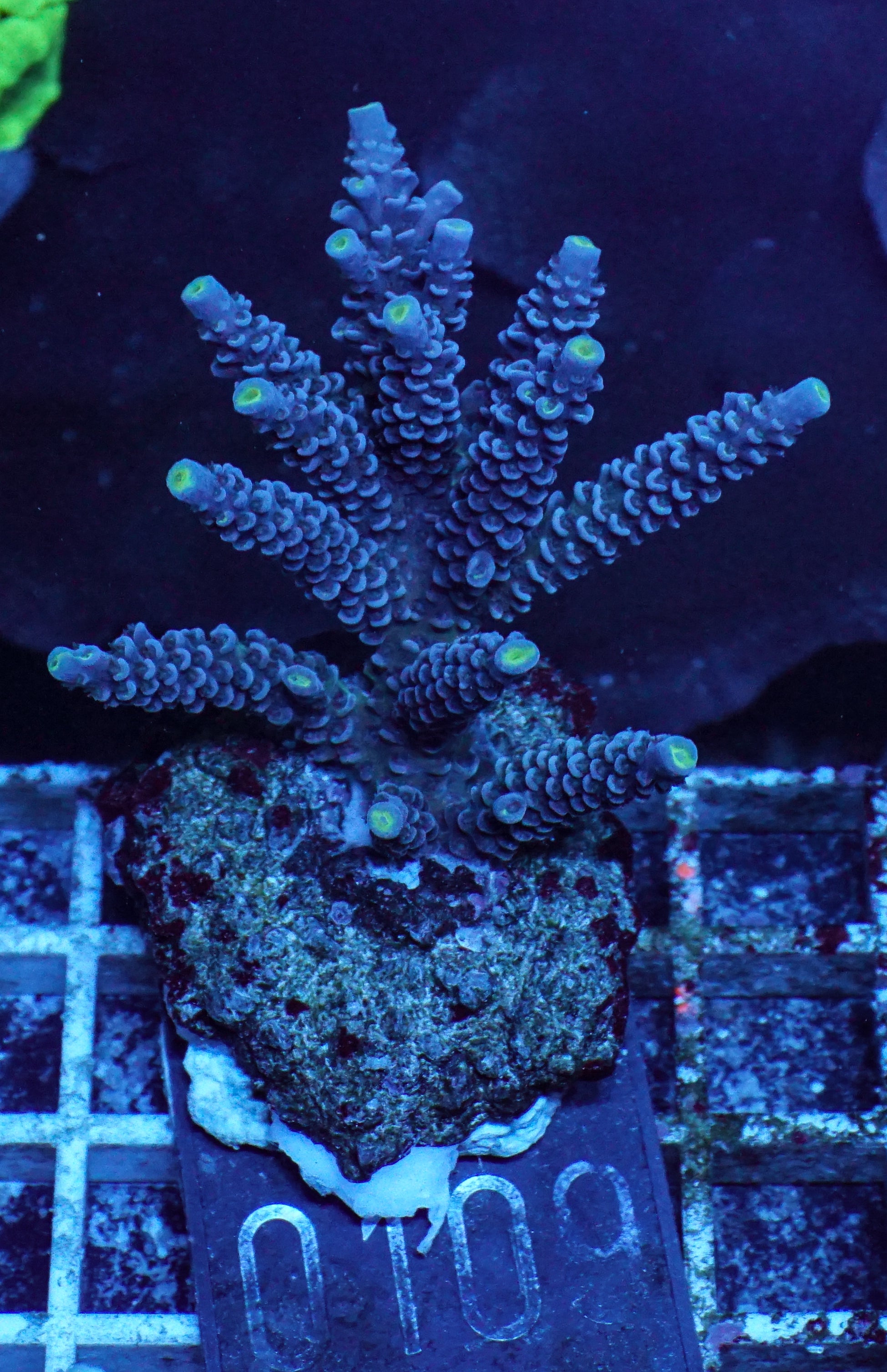 Acropora tenuis „Walt Disney art"