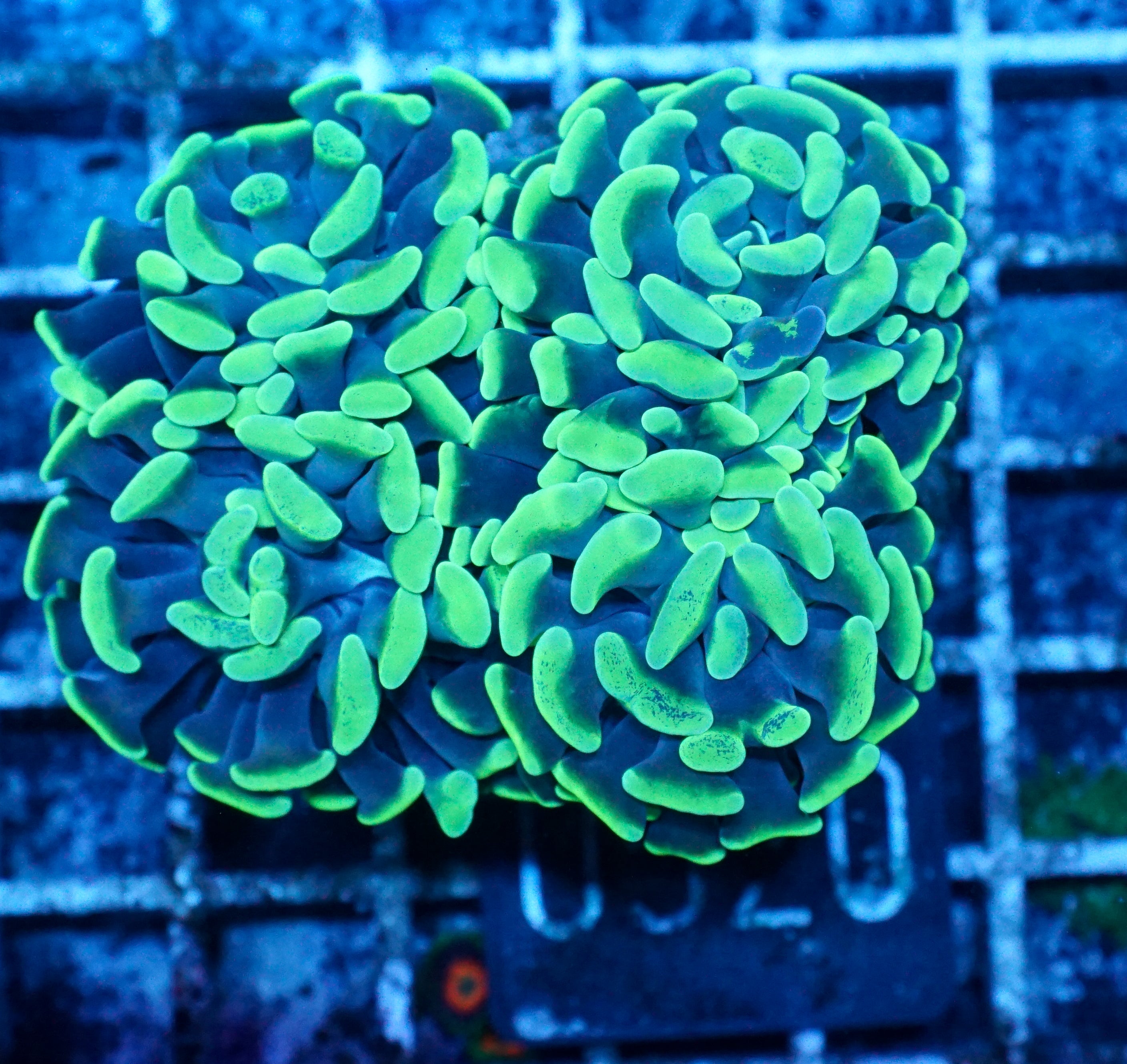 Euphyllia/Fimbriaphyllia paraancora