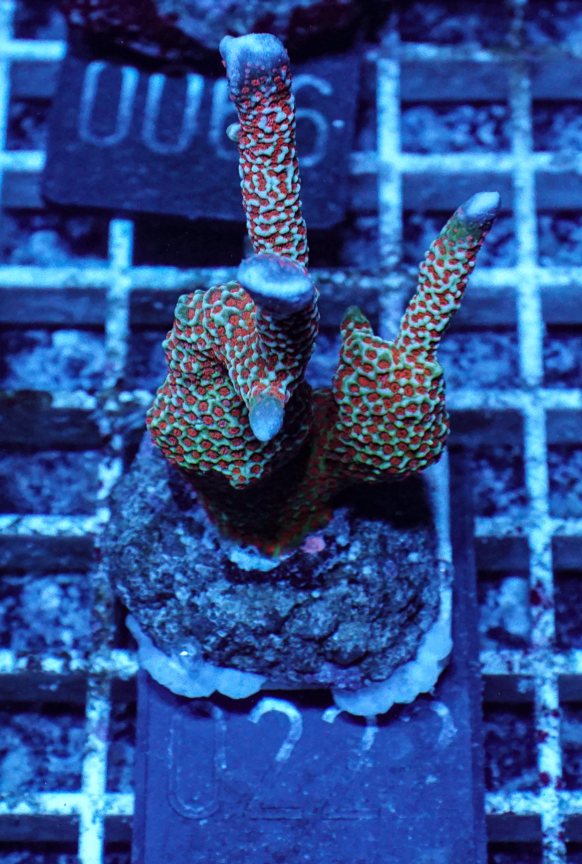 Montipora samarensis "forest fire"