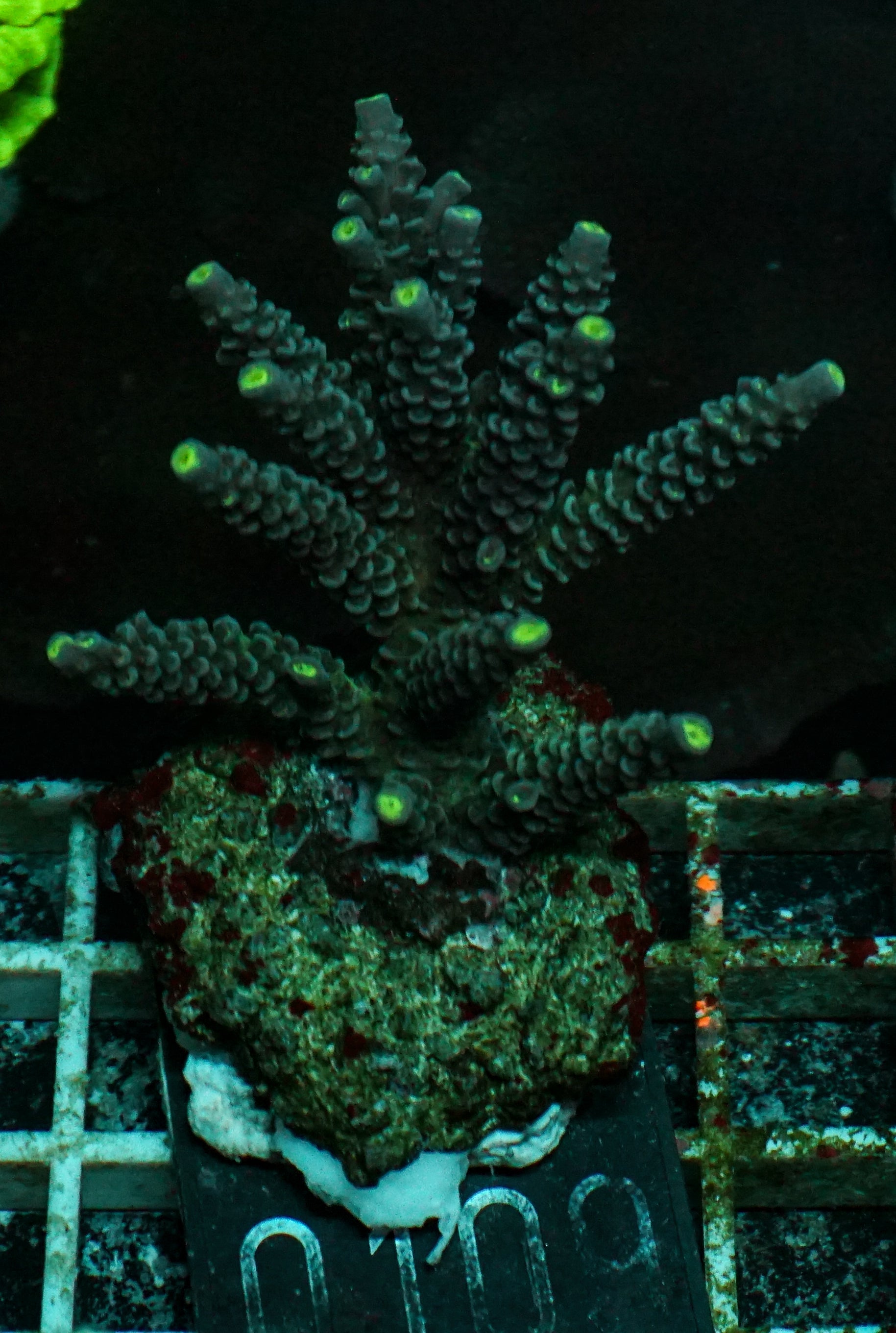 Acropora tenuis „Walt Disney art"