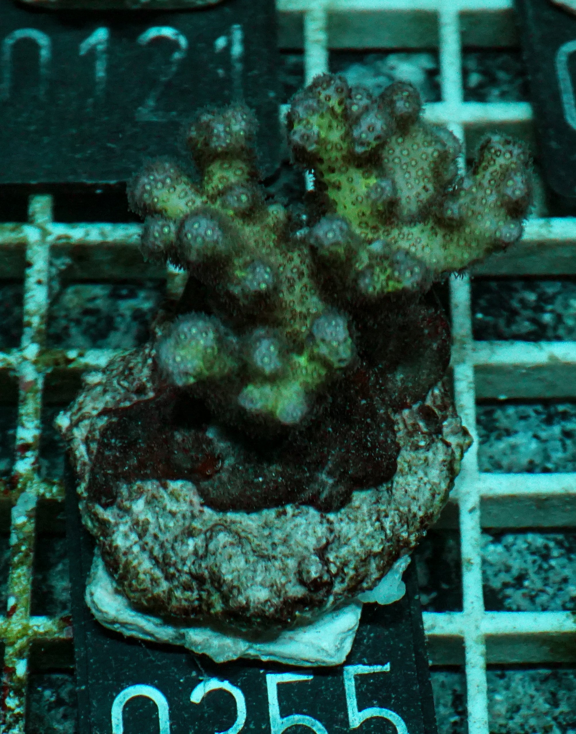 Pocillopora damicornis "pink"