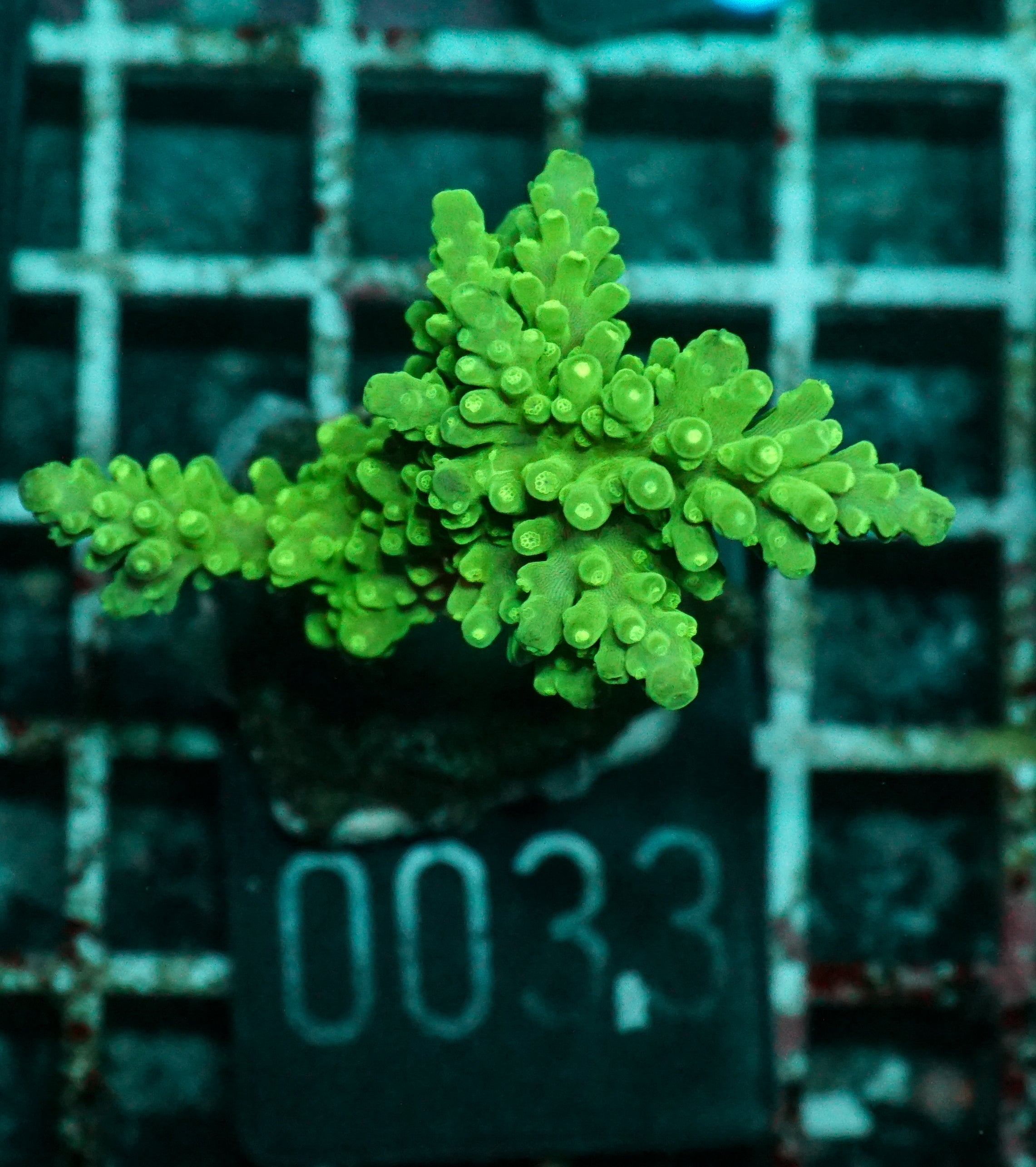 Acropora austera „golden age"