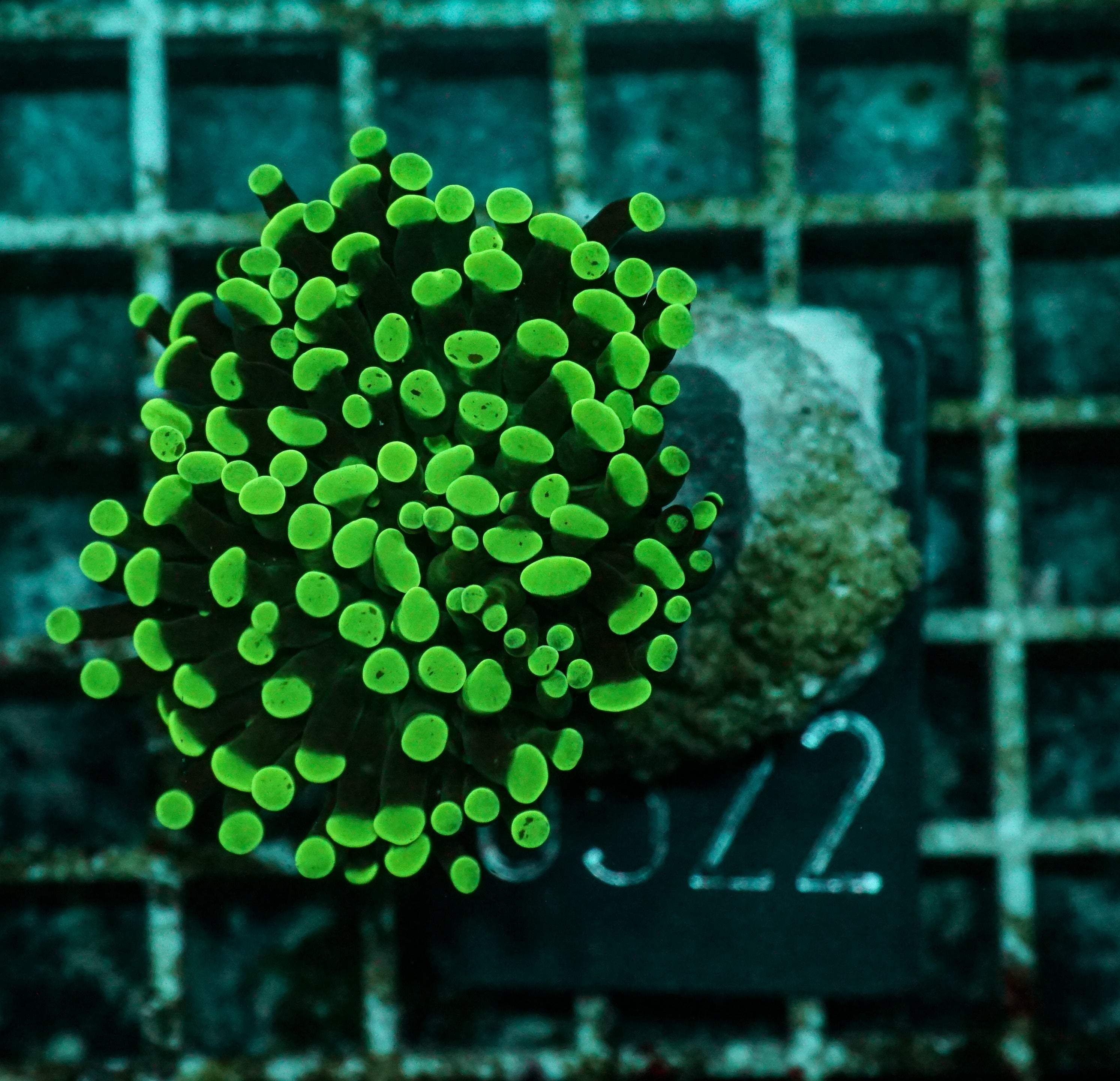 Euphyllia/Fimbriaphyllia paraancora