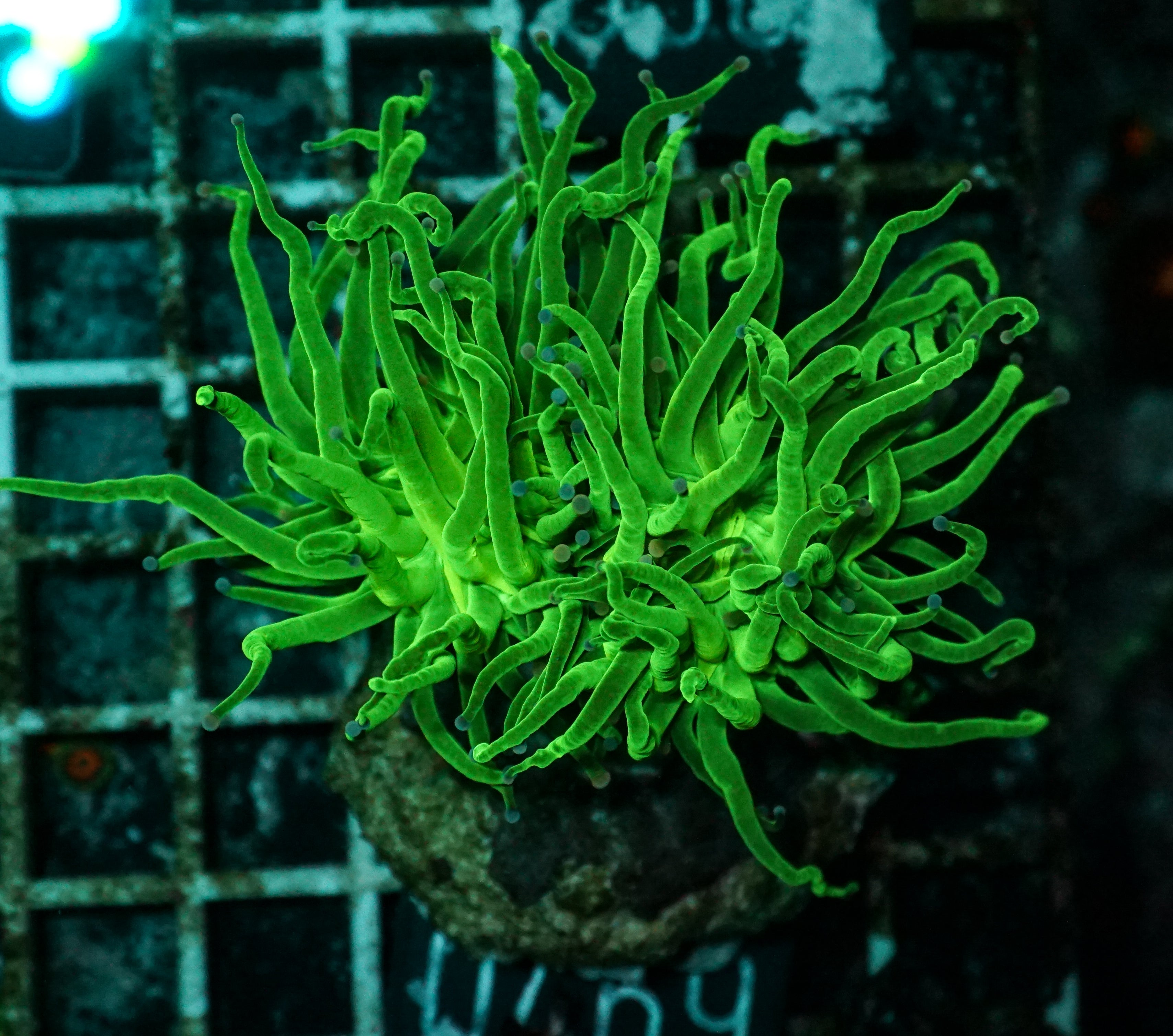 Euphyllia glabrescens "toxic green"