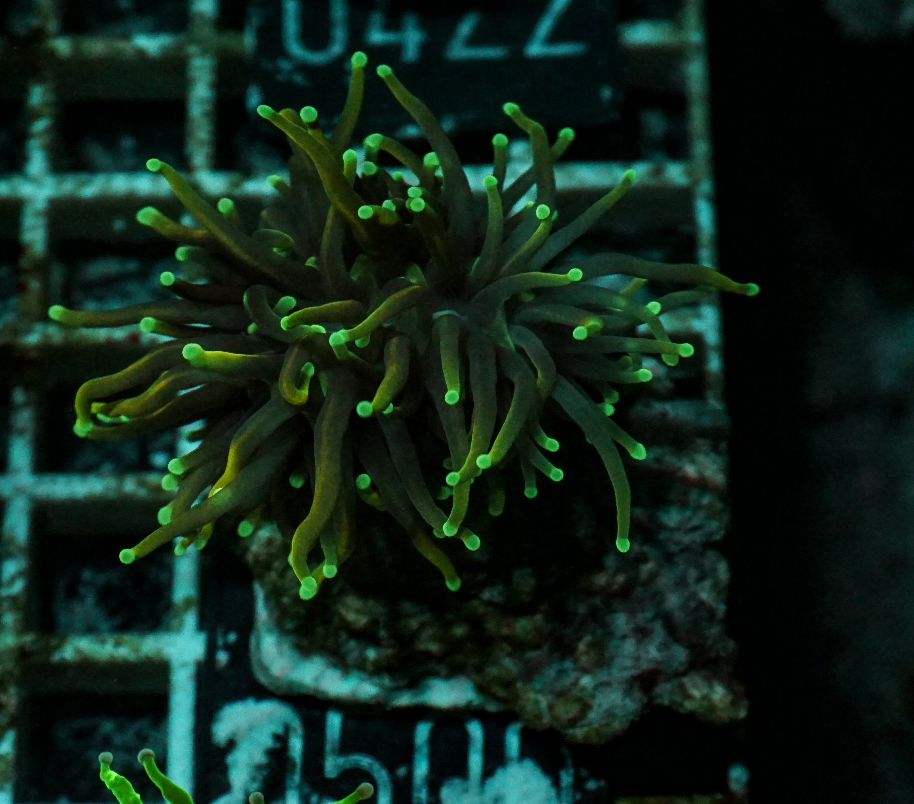 Euphyllia glabrescens "Dragon soul"