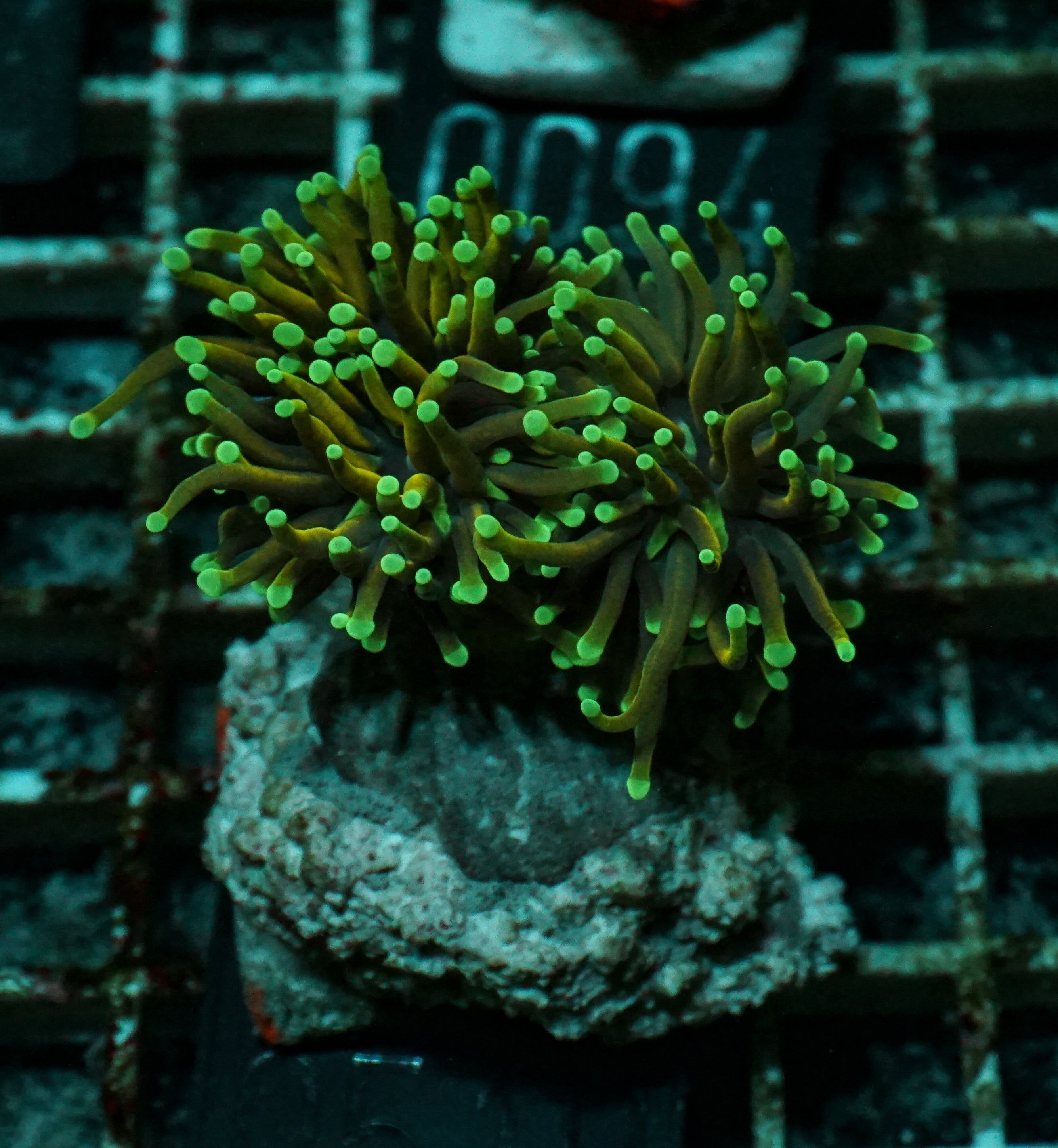 Euphyllia glabrescens "Dragon soul"