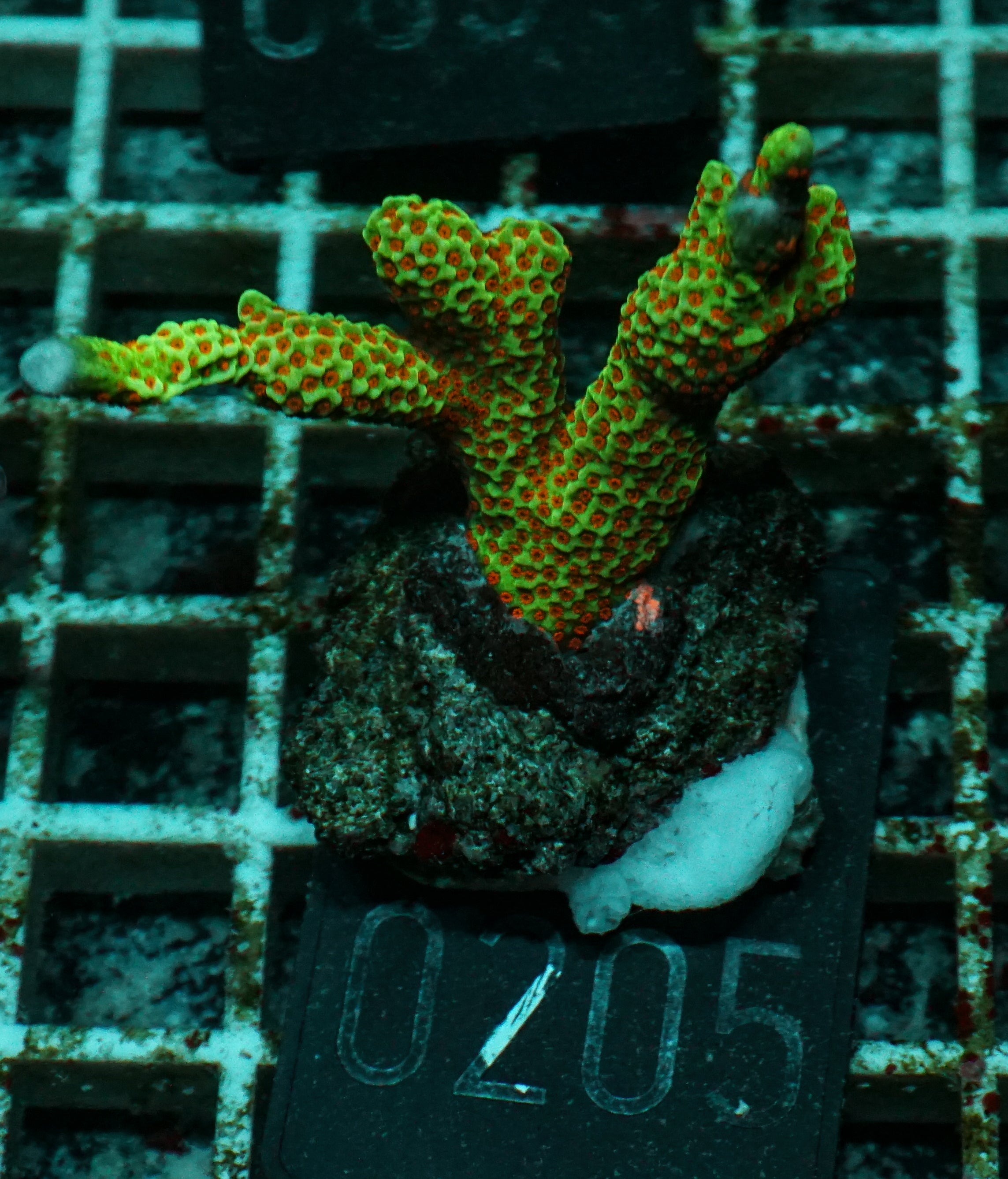 Montipora samarensis "forest fire"