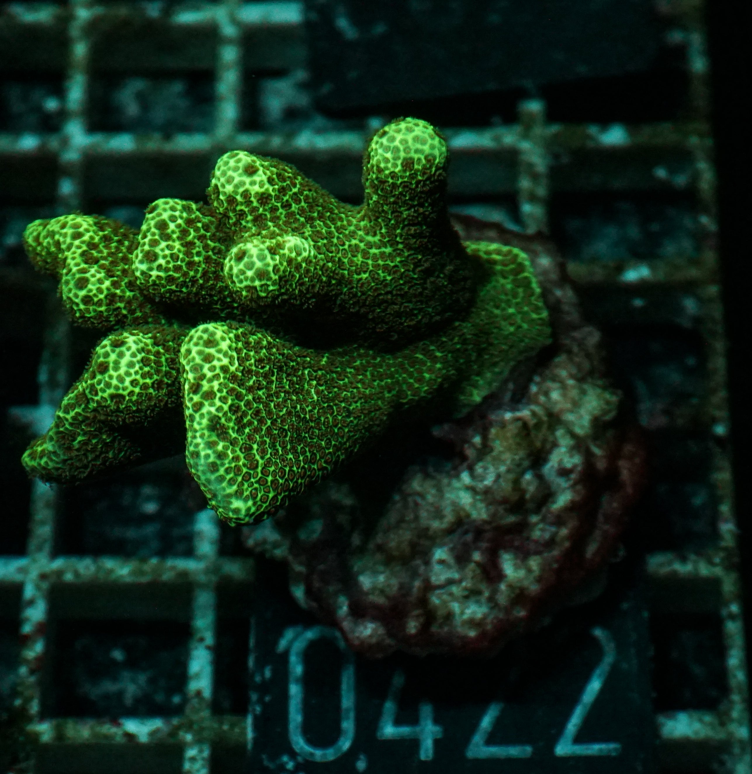 Porites sp.