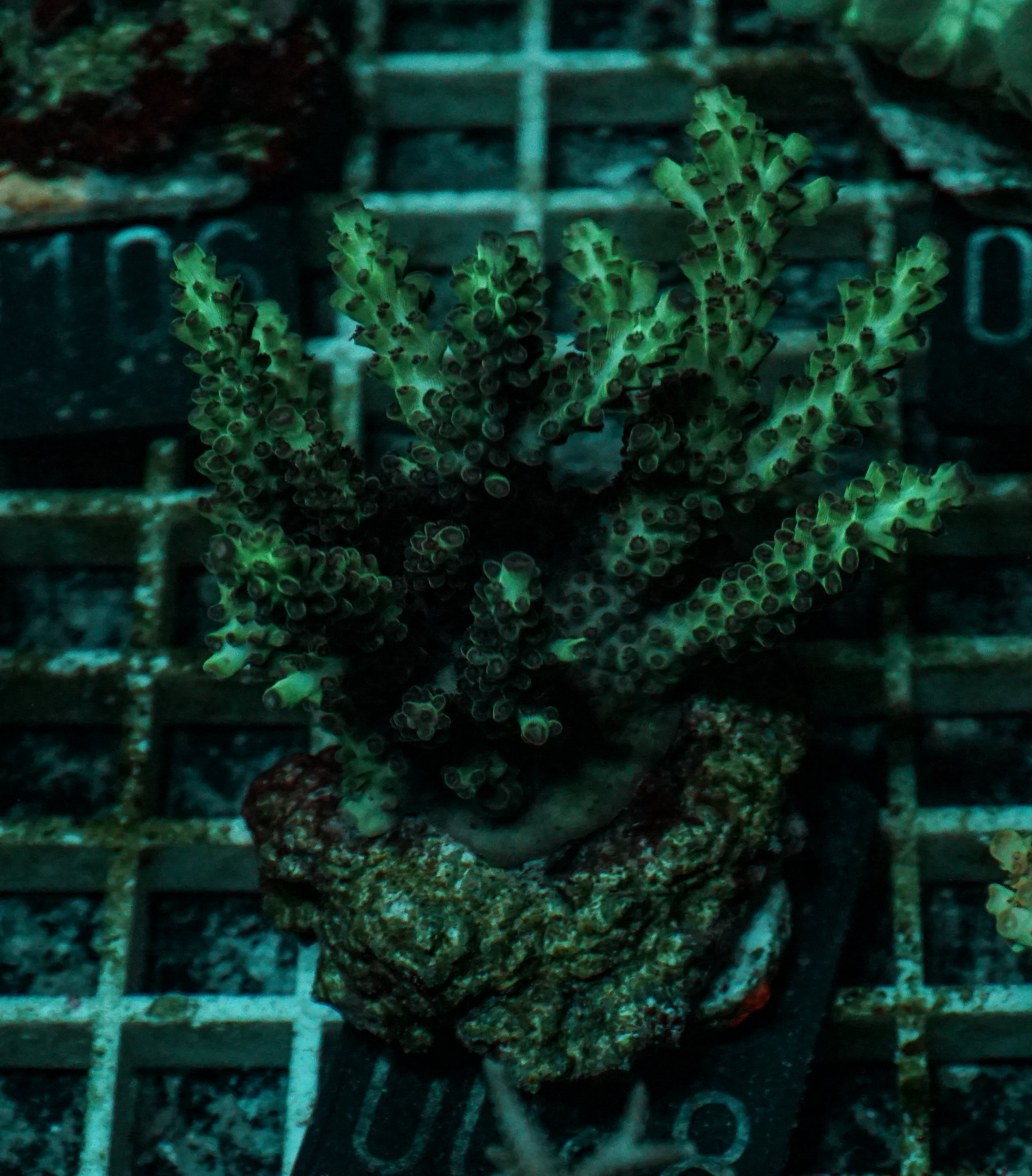 Acropora massawensis „false strawberry-shortcake"