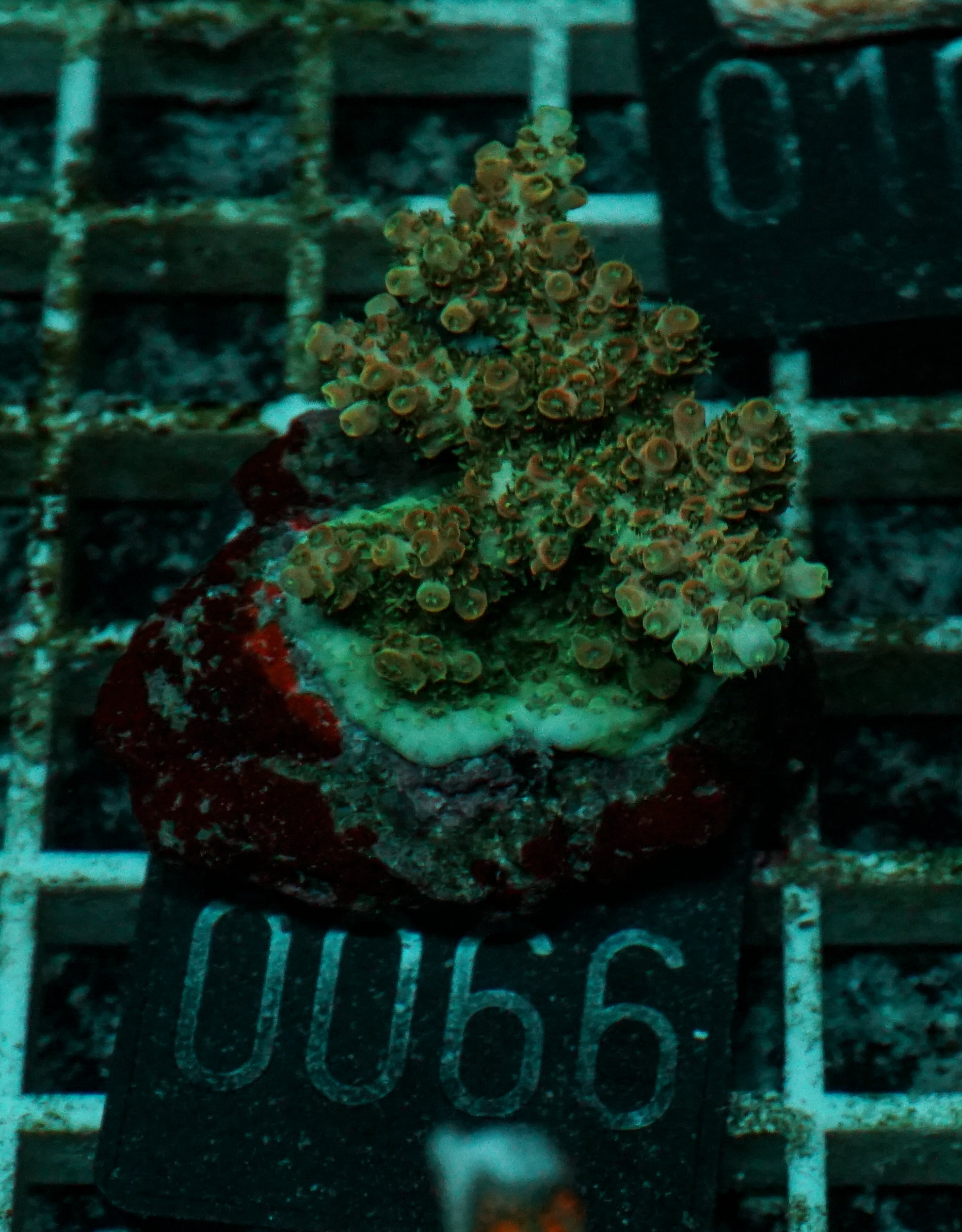 Acropora cytherea „pink tips“