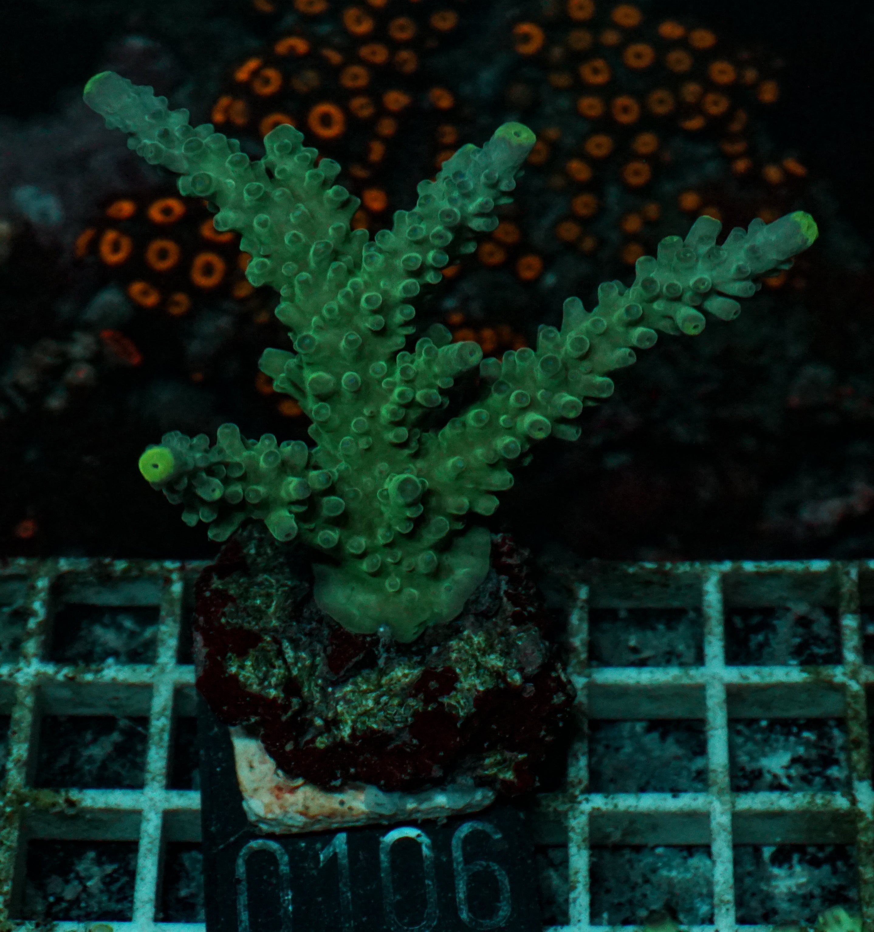 Acropora austera