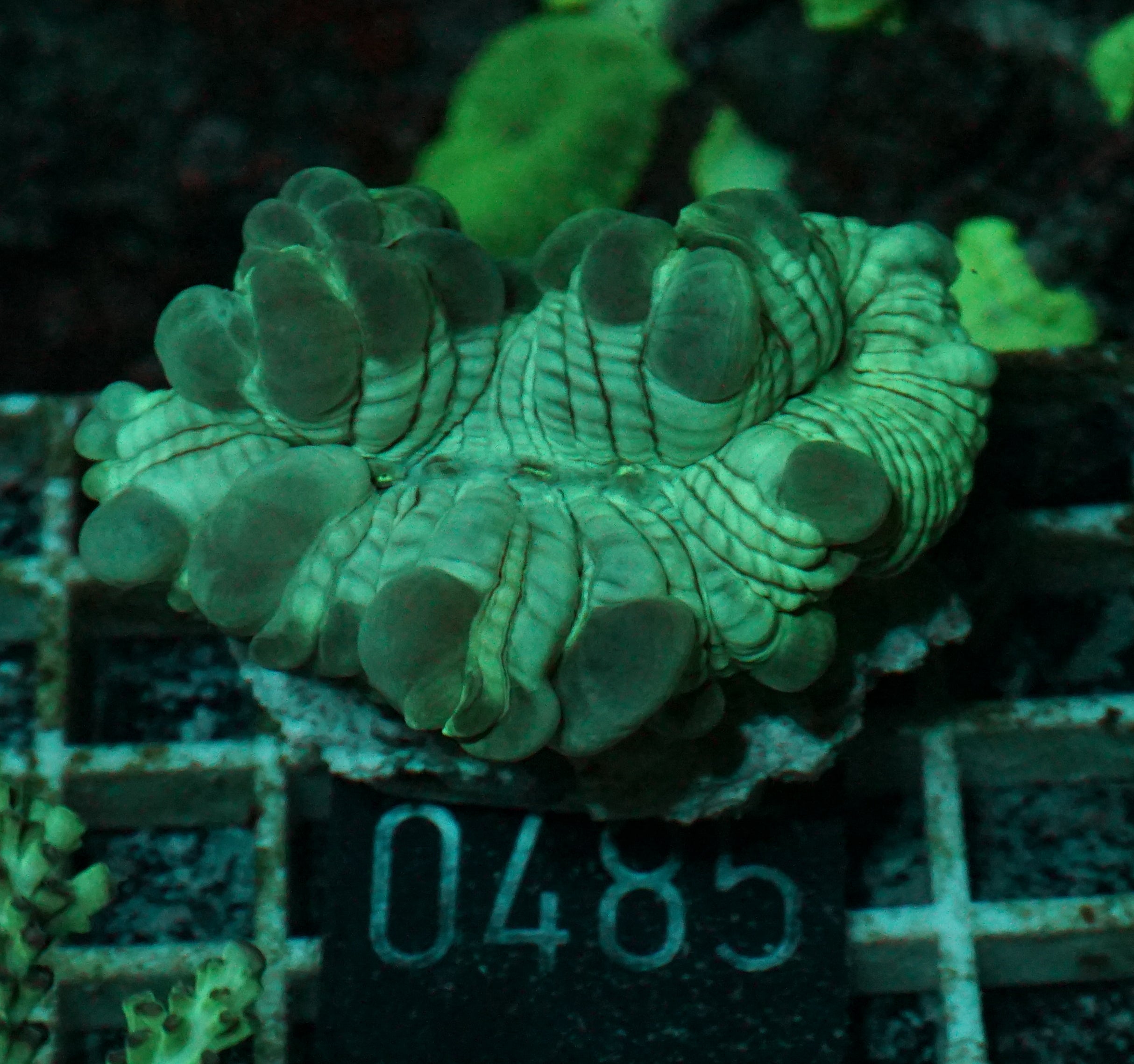 Nemenzophyllia turbida