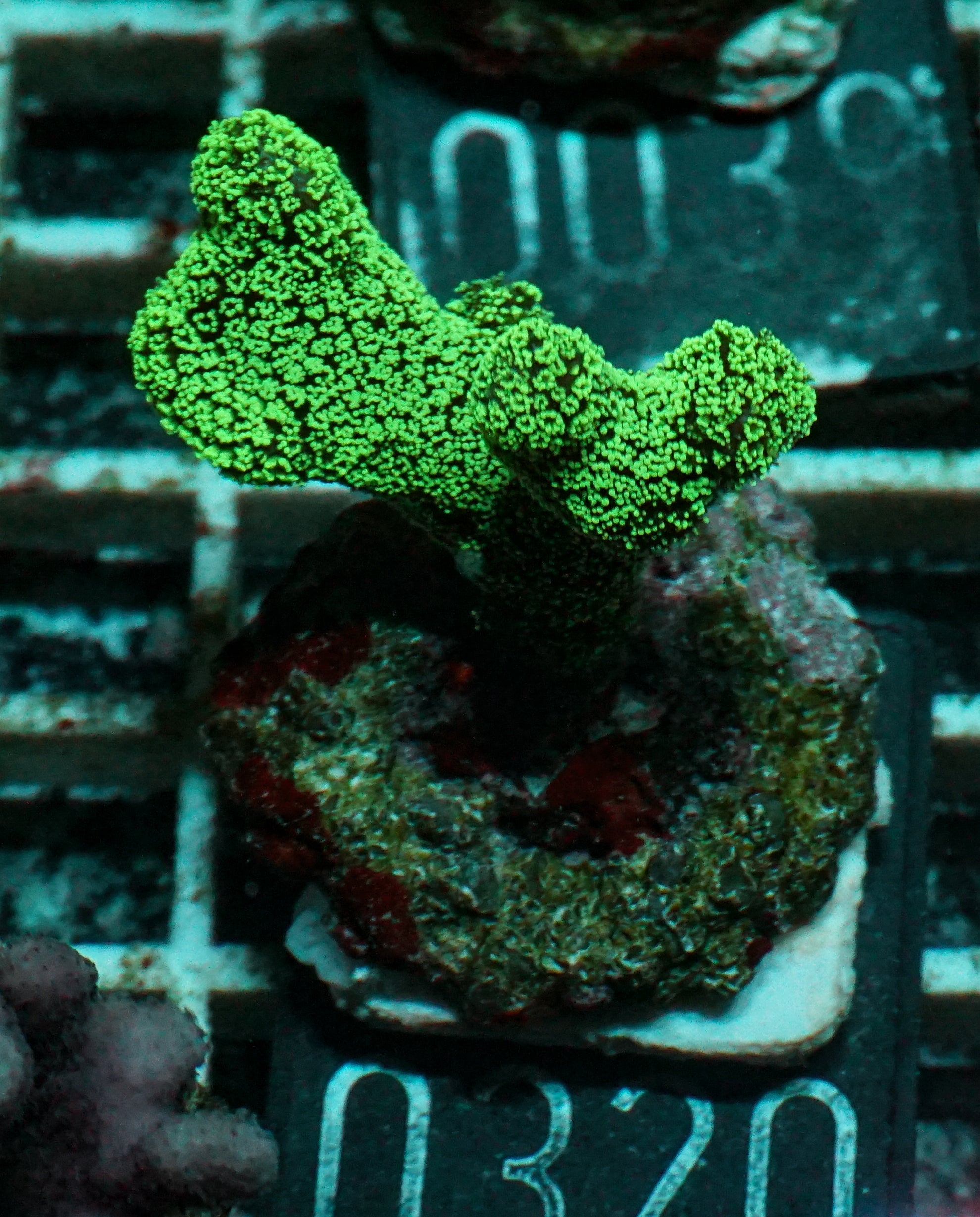 Stylophora pistillata "green"