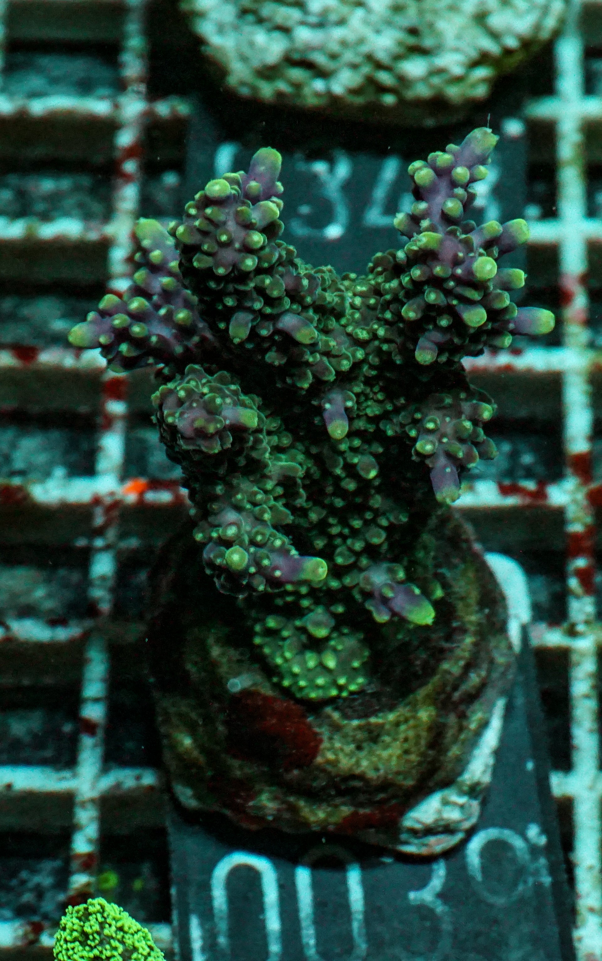 Acropora valida