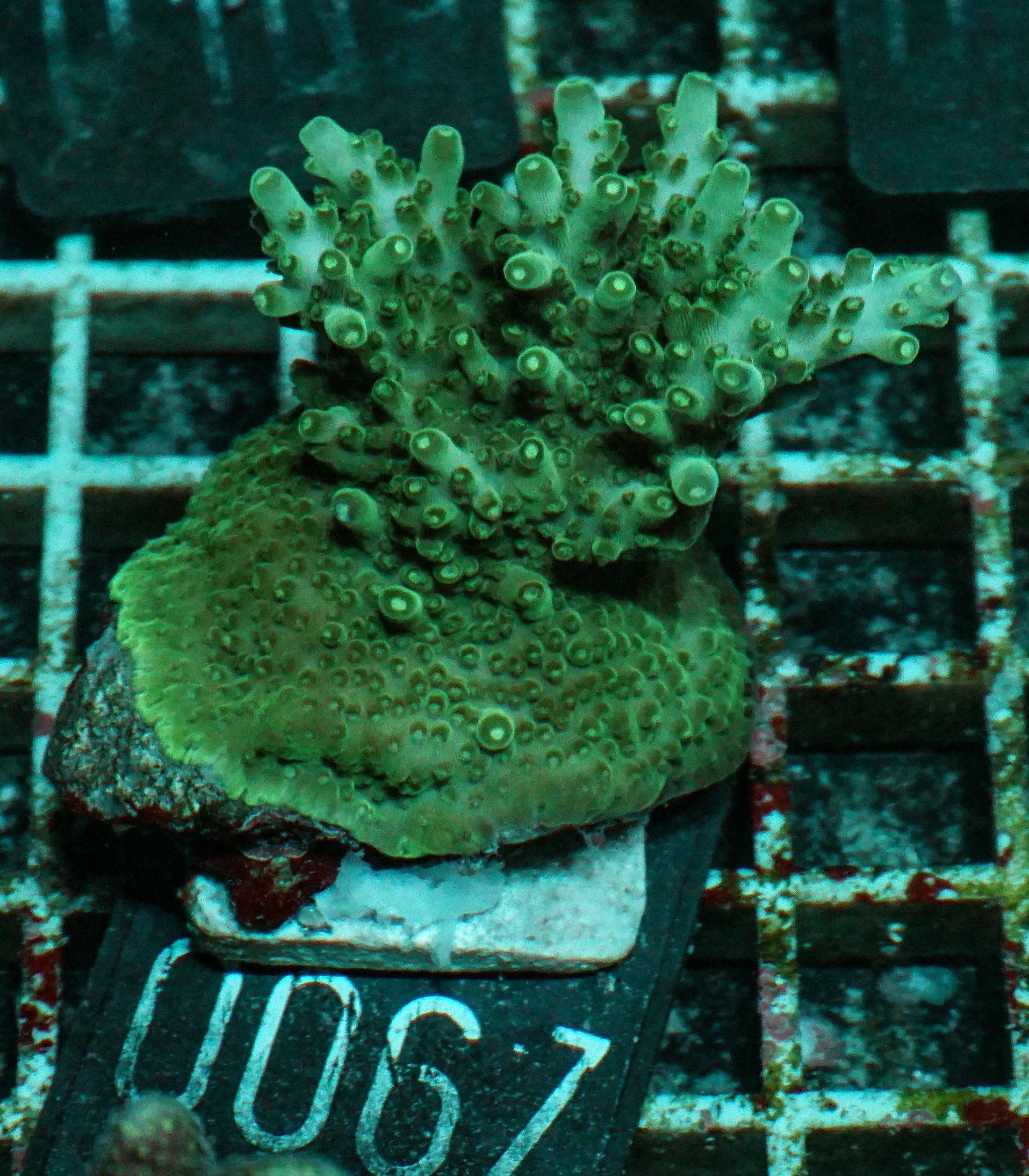 Acropora efflorescens