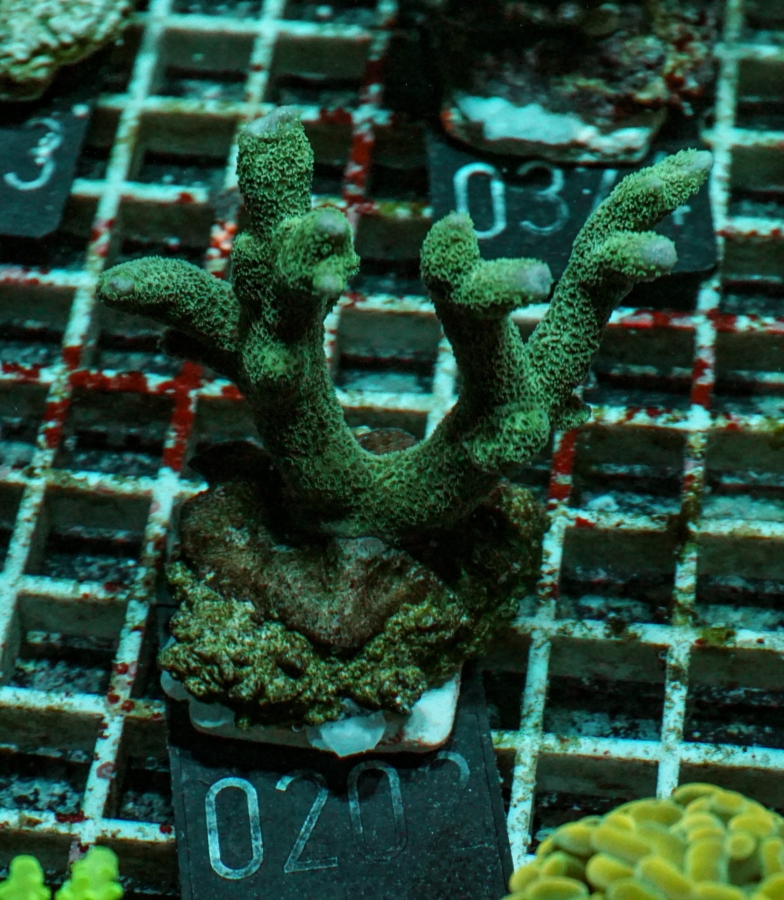 Montipora gaimardi