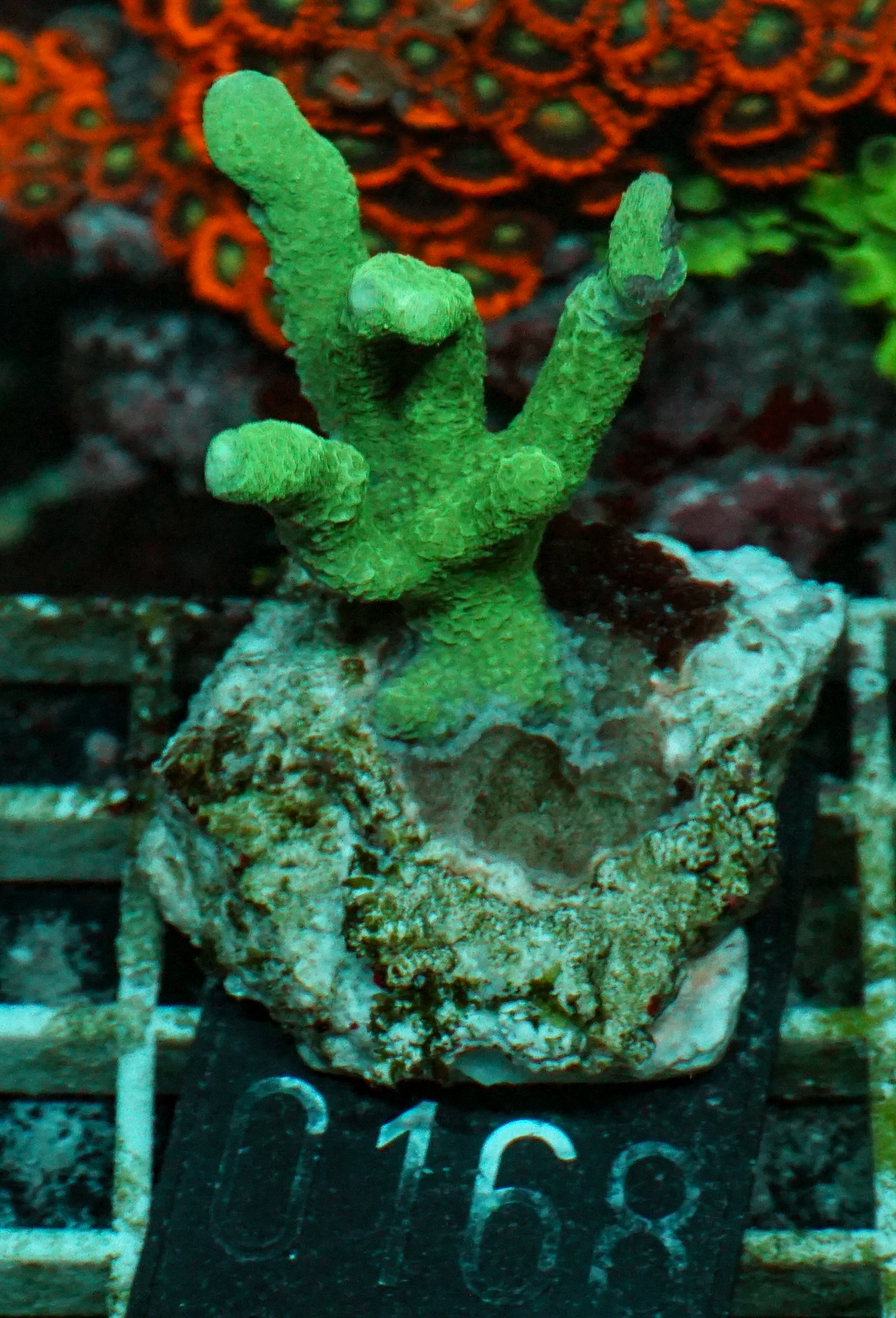 Montipora digitata purple