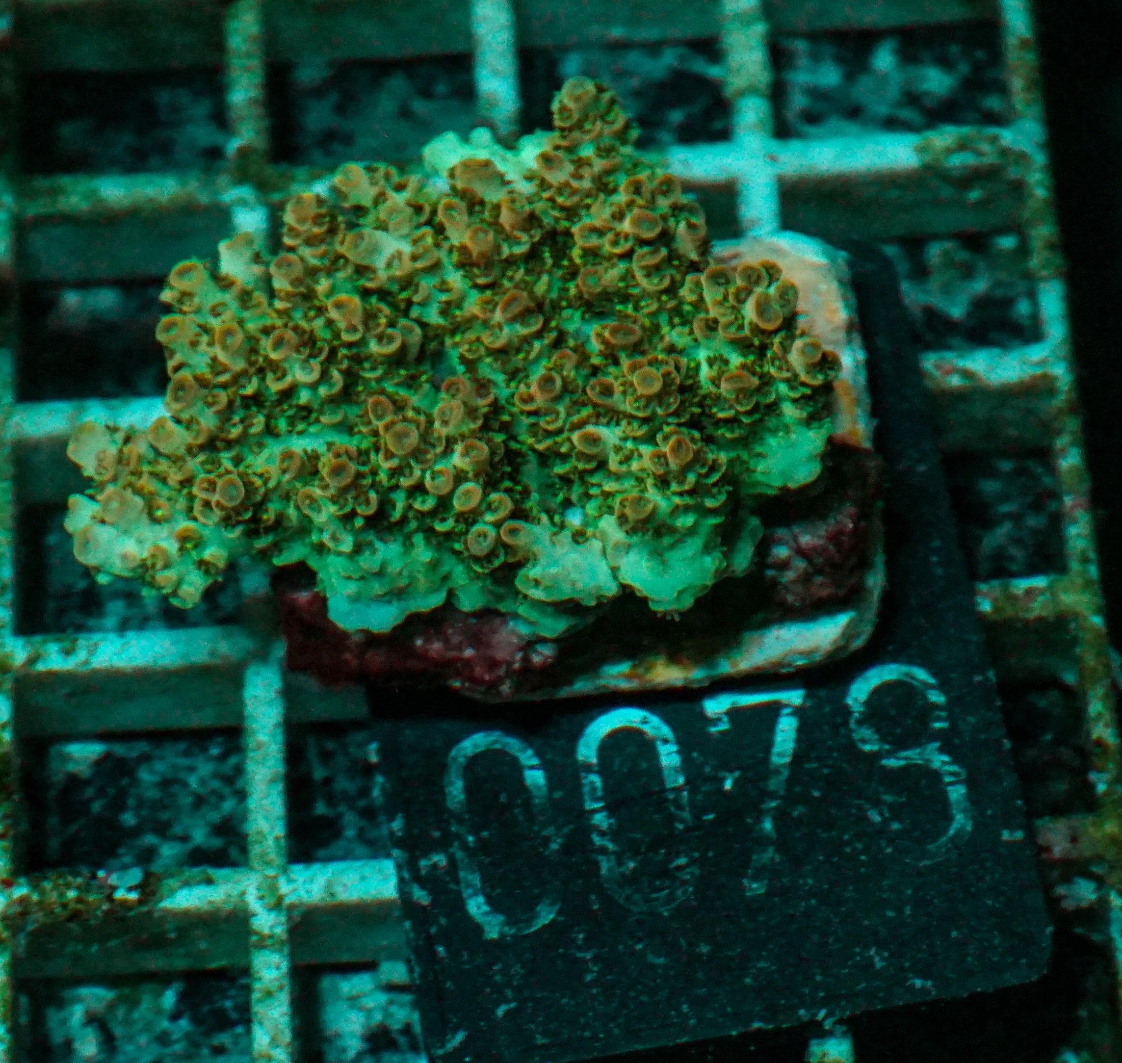 Acropora cytherea „pink tips“