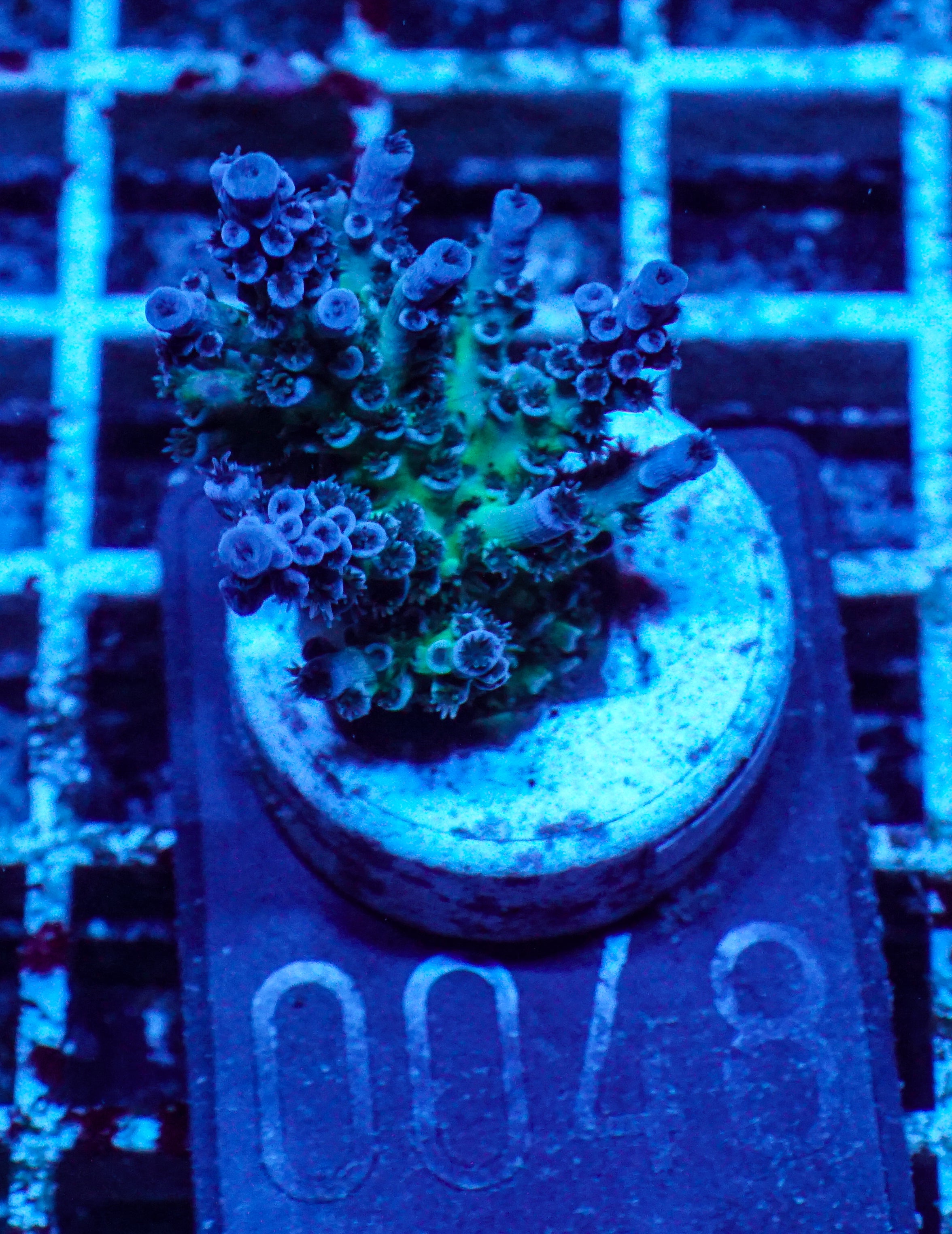 Acropora kenti "Twin" Grade 2