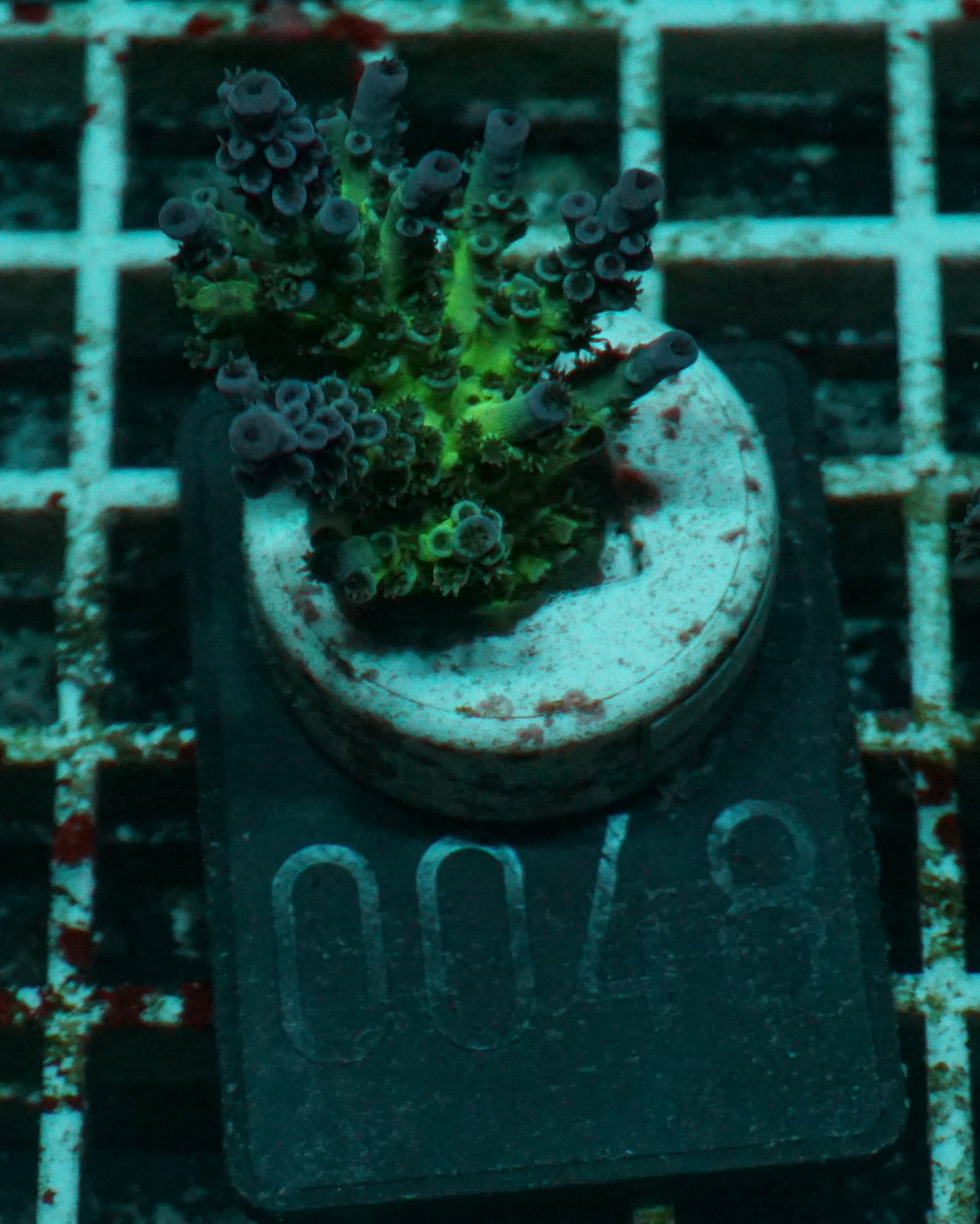 Acropora kenti "Twin" Grade 2