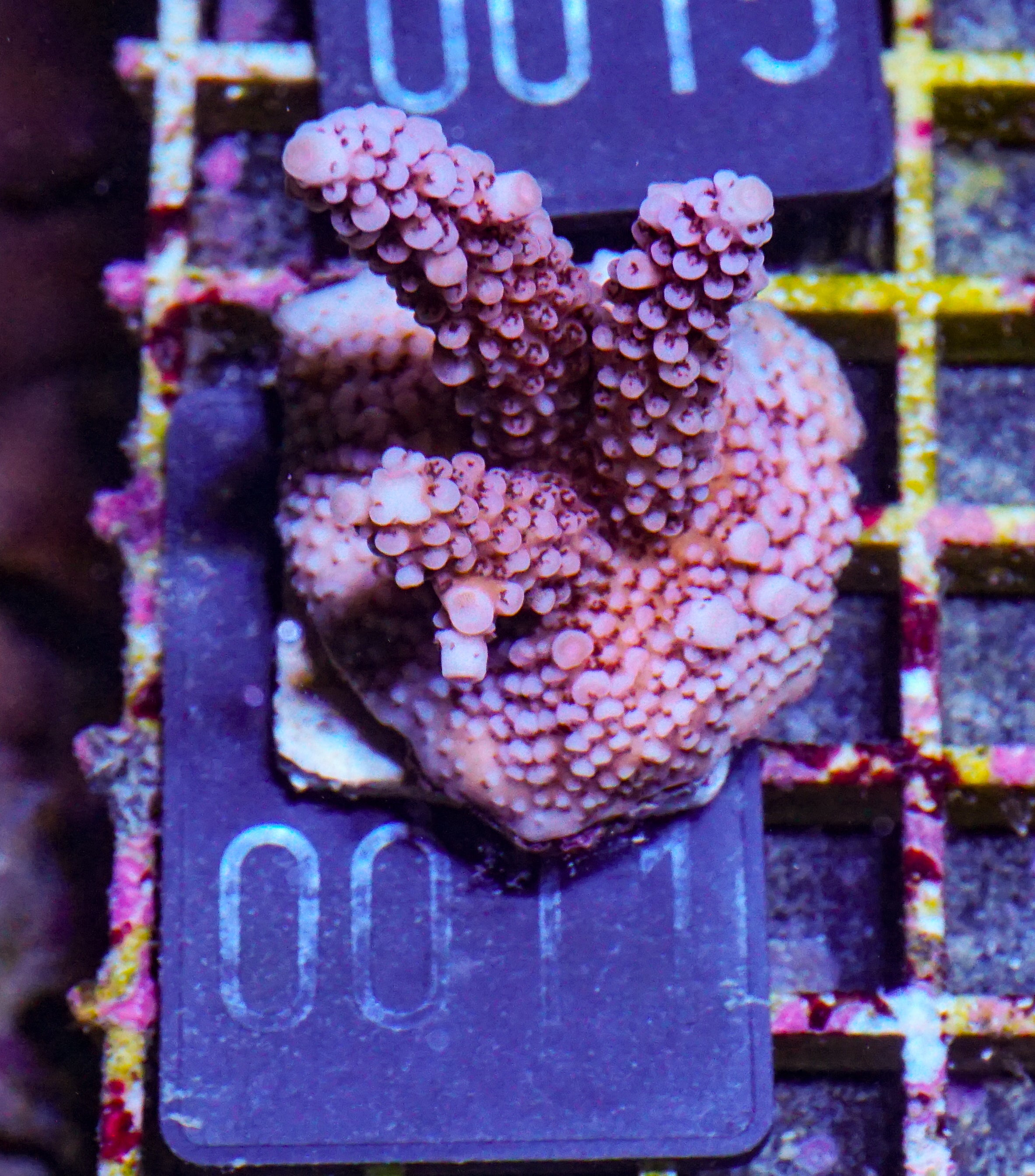 Acropora vermiculata „red jacket“