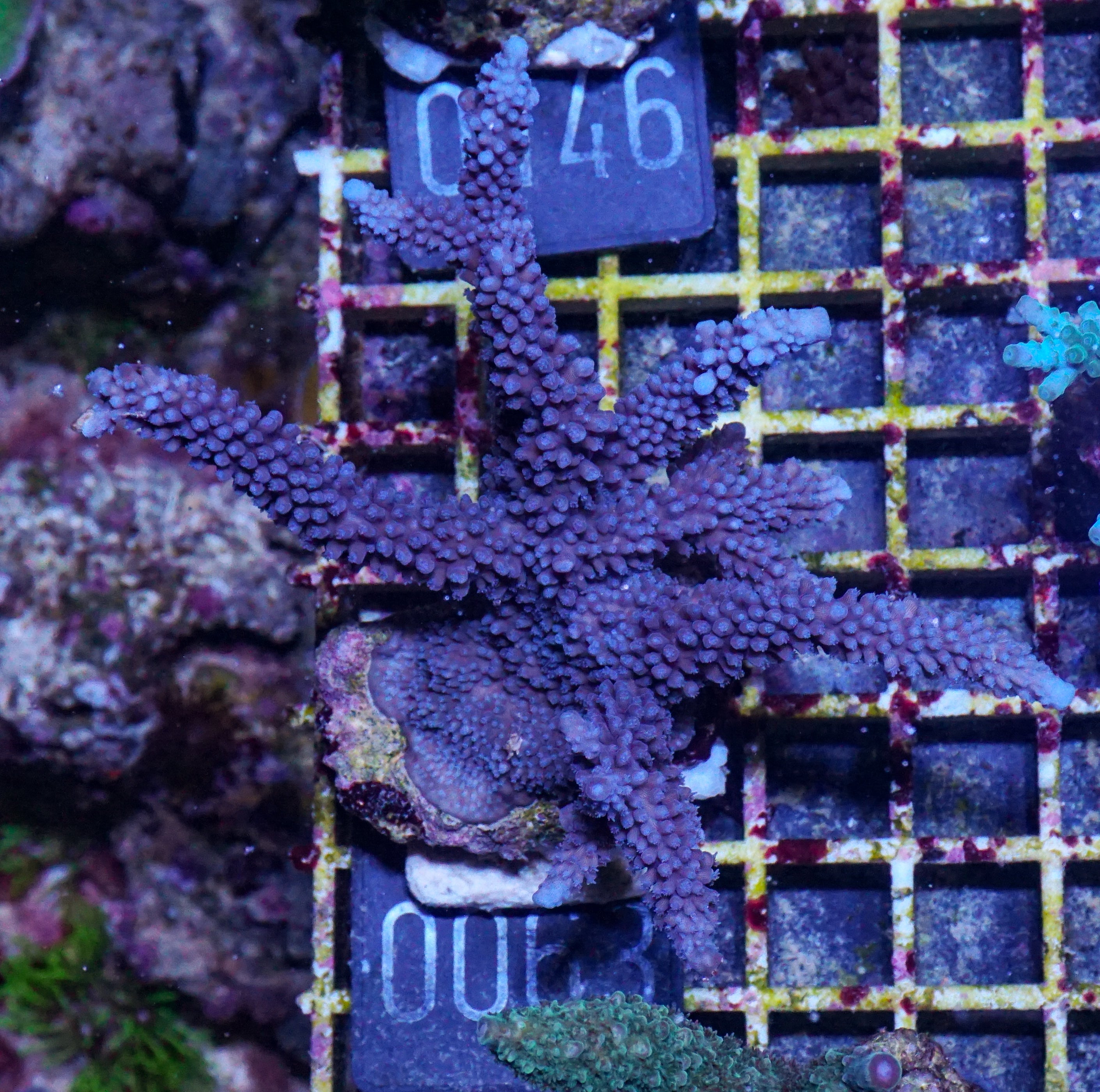 Acropora parilis "blue"