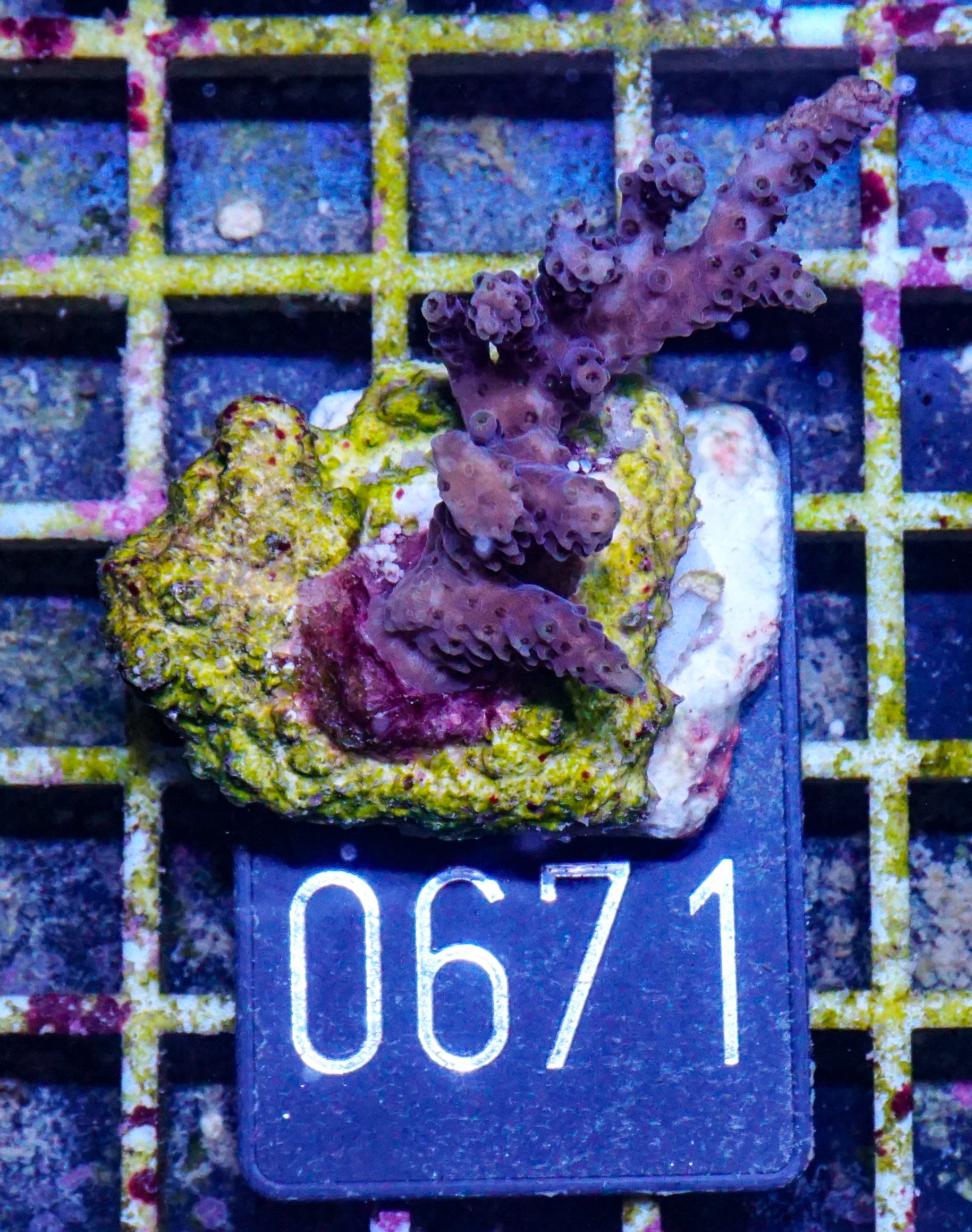 Acropora hyacinthus "pink lady"
