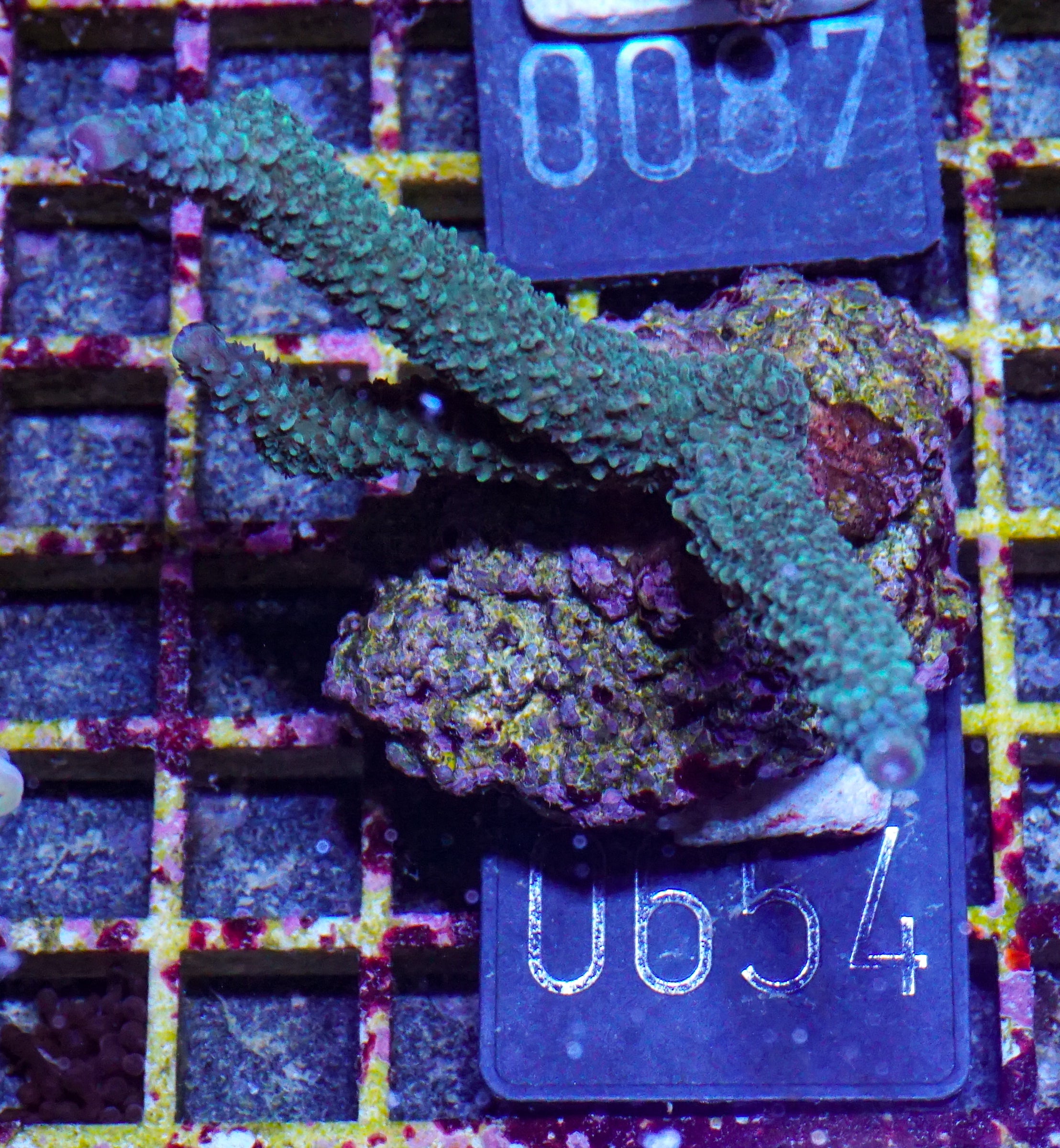Acropora abrolhosenis „fluffy“