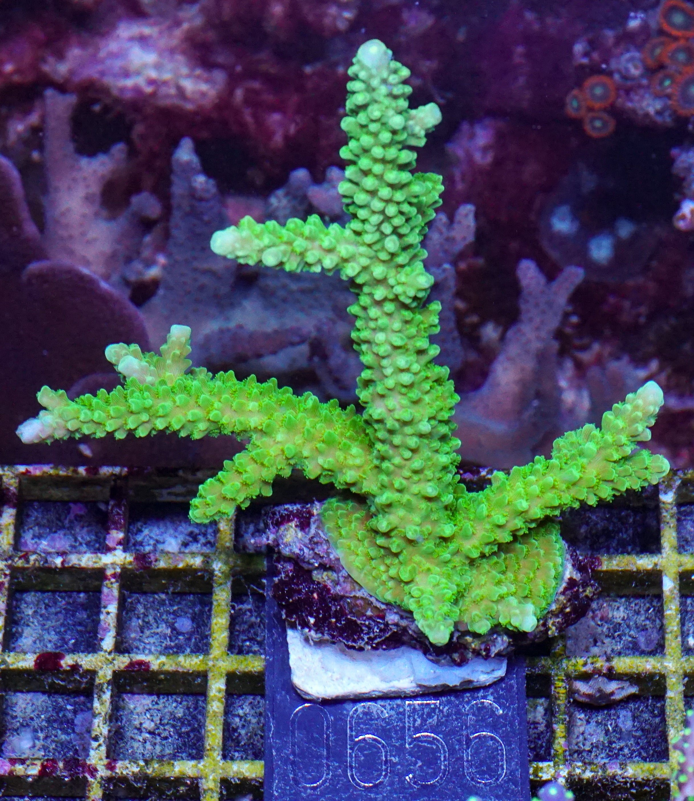 Acropora tumida "Enzmann"