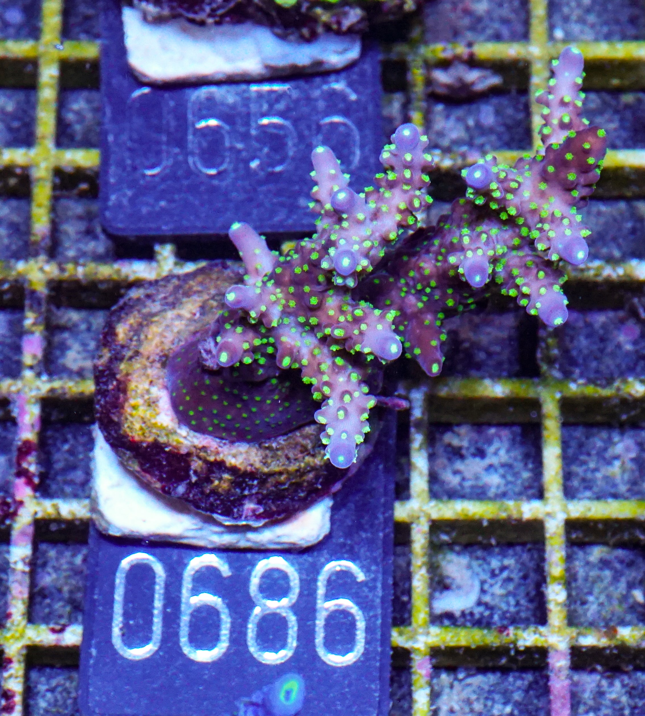 Acropora nana „tricolor“