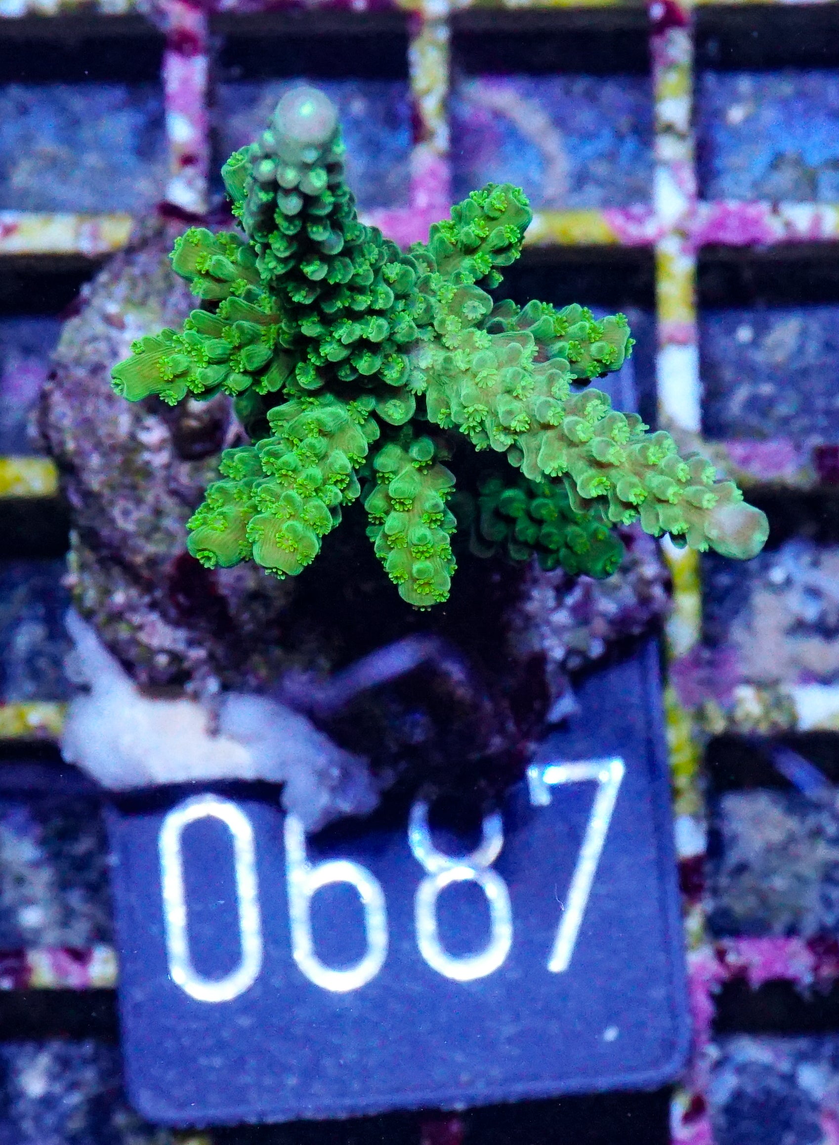 Acropora tumida "Enzmann"