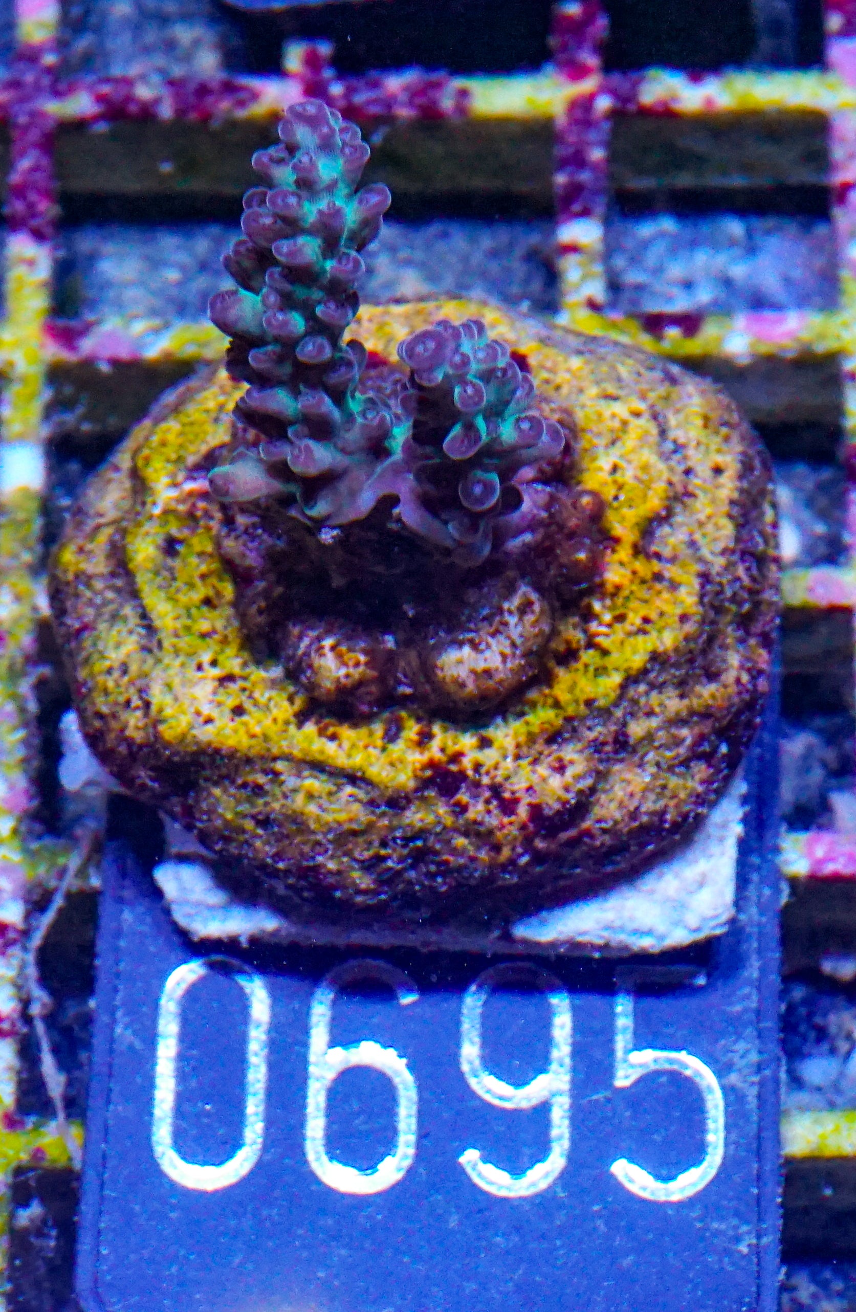 Acropora sp. "Ronnies dream" - rare