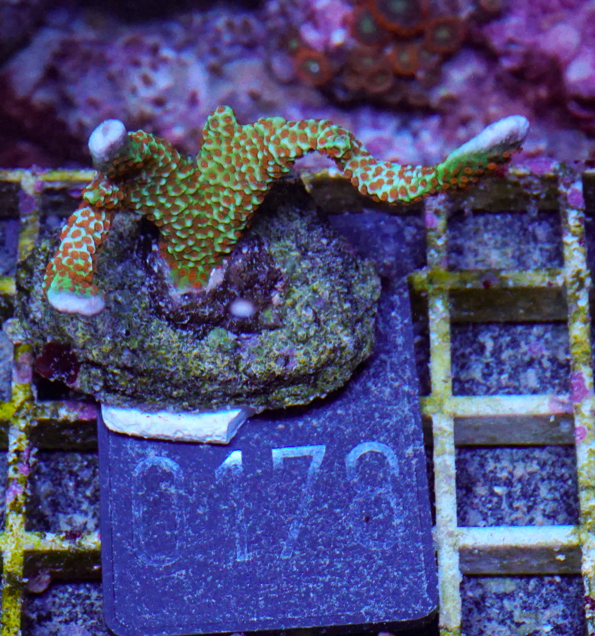 Montipora samarensis "forest fire"