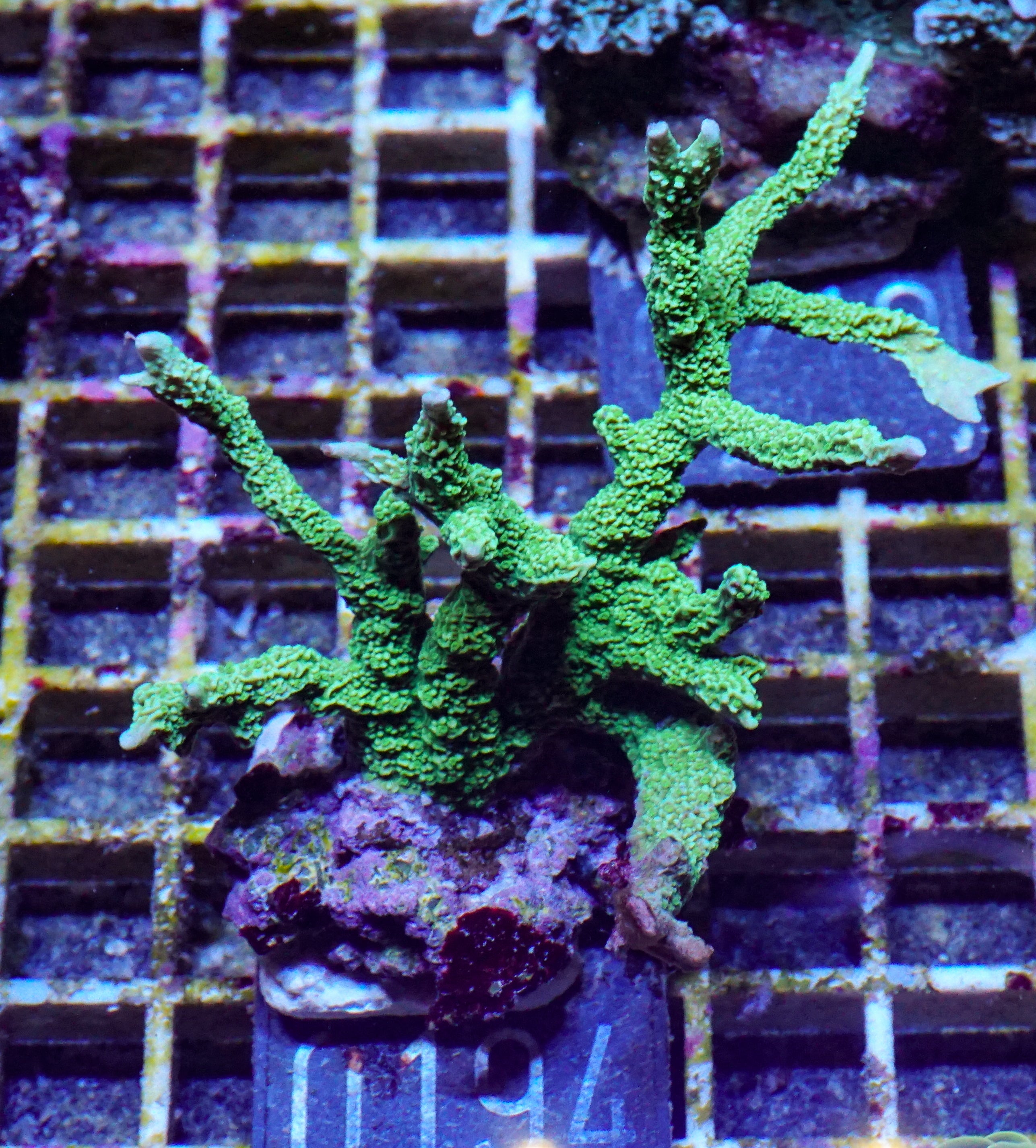 Montipora stellata "grün"