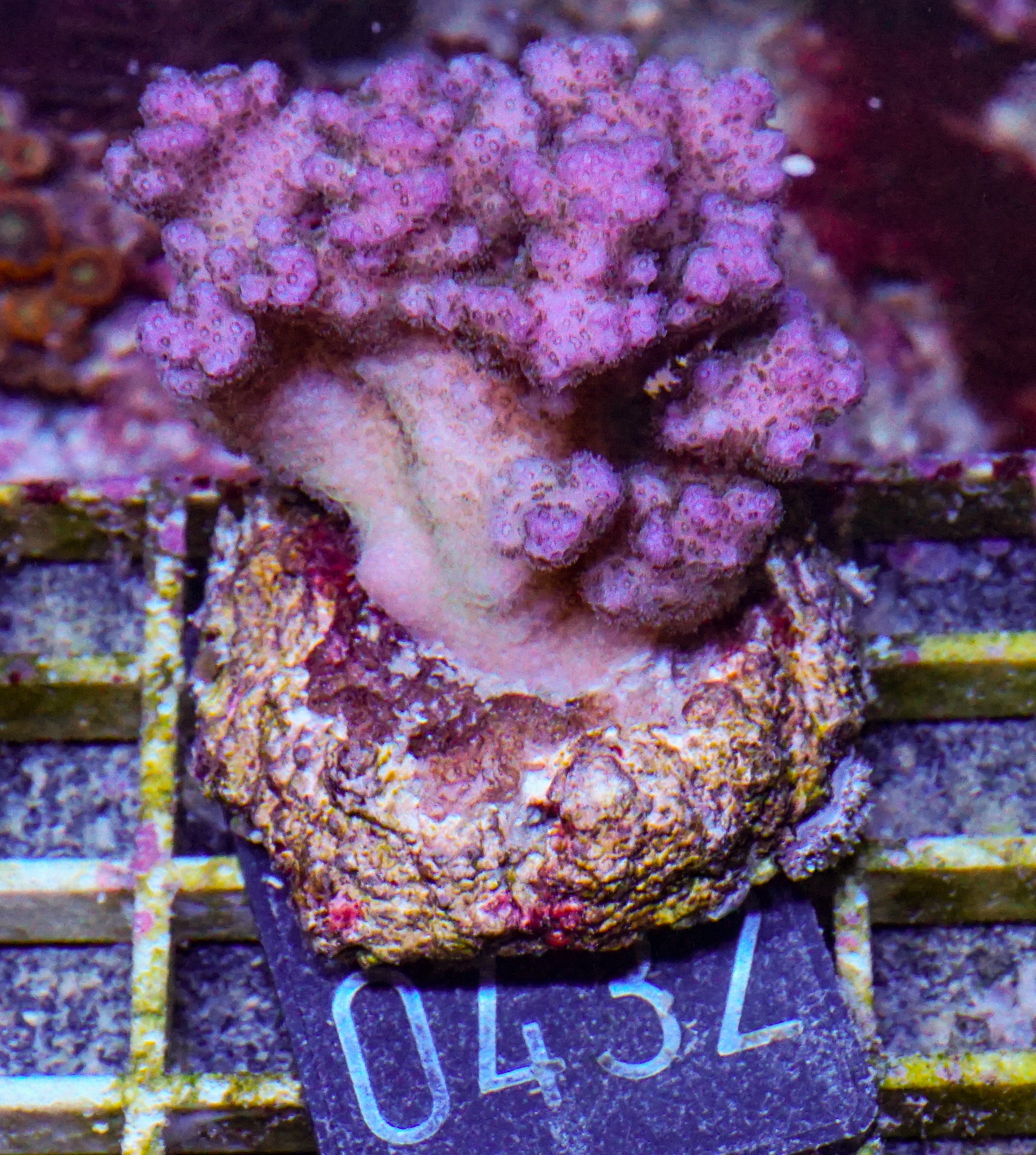 Pocillopora verrucosa "pink"