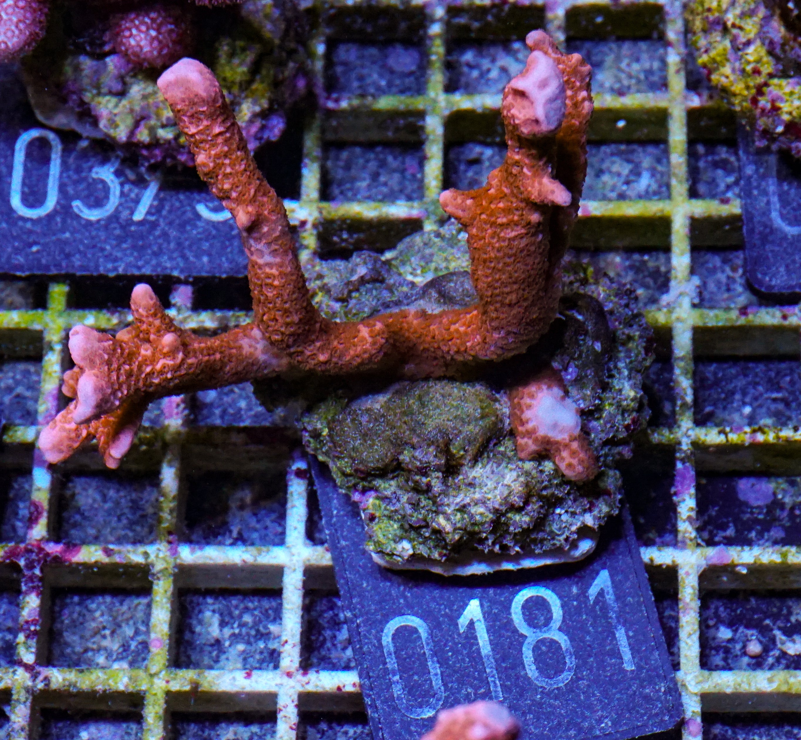 Montipora altasepta "digitata" rot